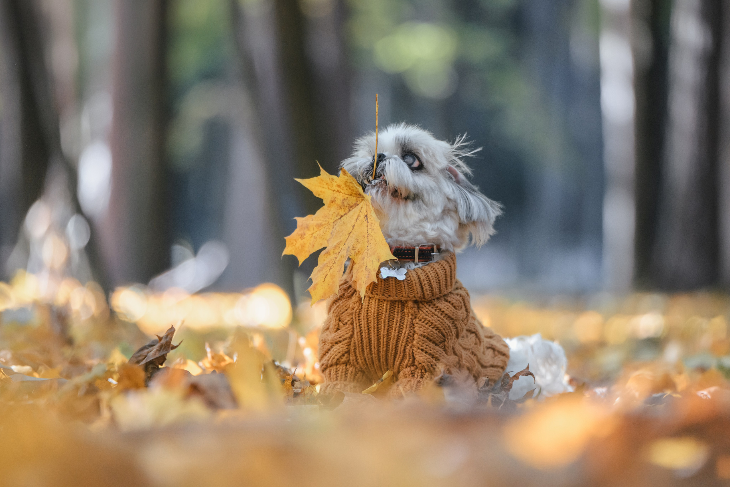 Ирина и Винни. Фотограф Анималист в Москве Анастасия Жучкова