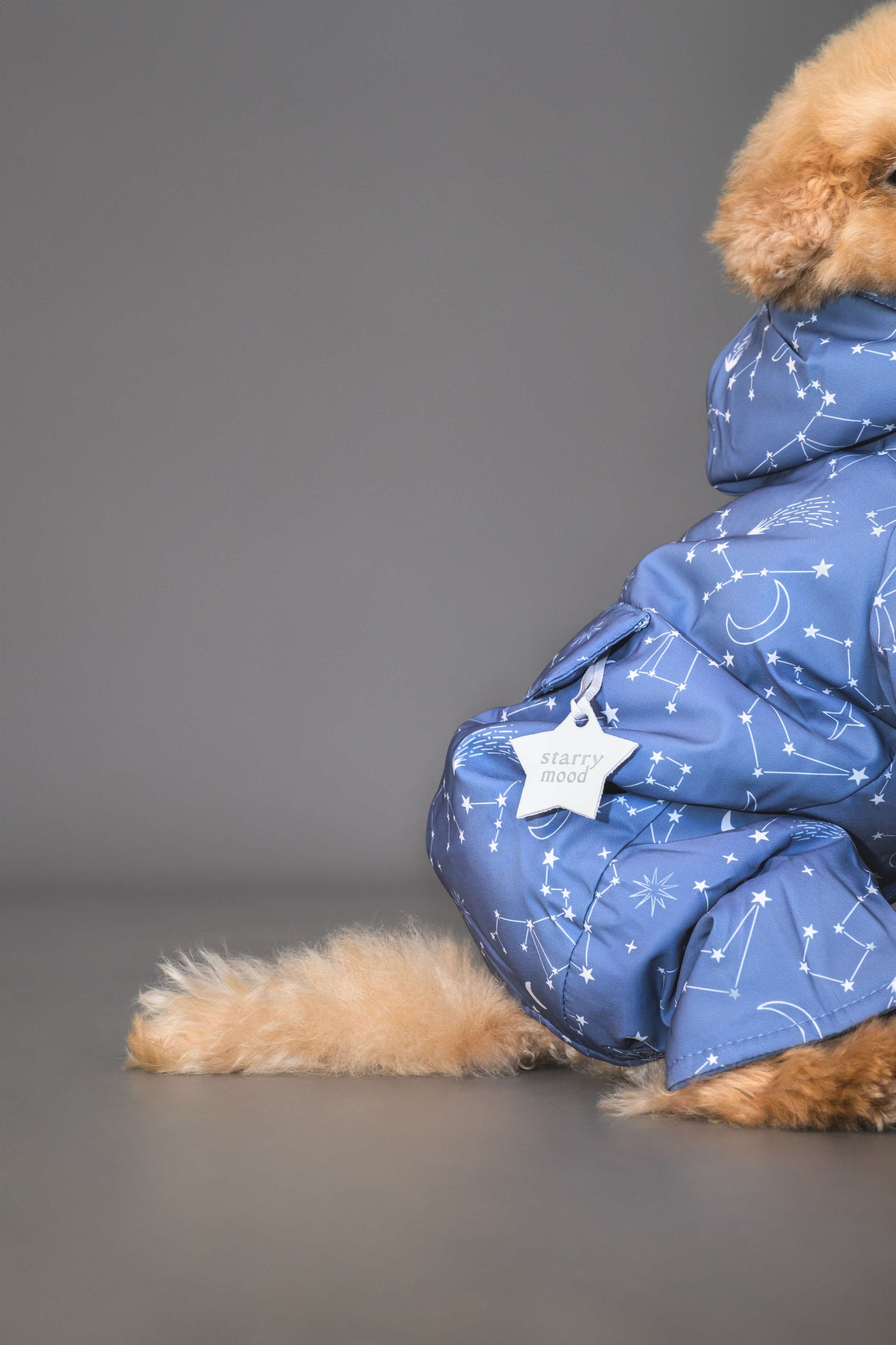 Пудель. Фотограф Анималист в Москве Анастасия Жучкова