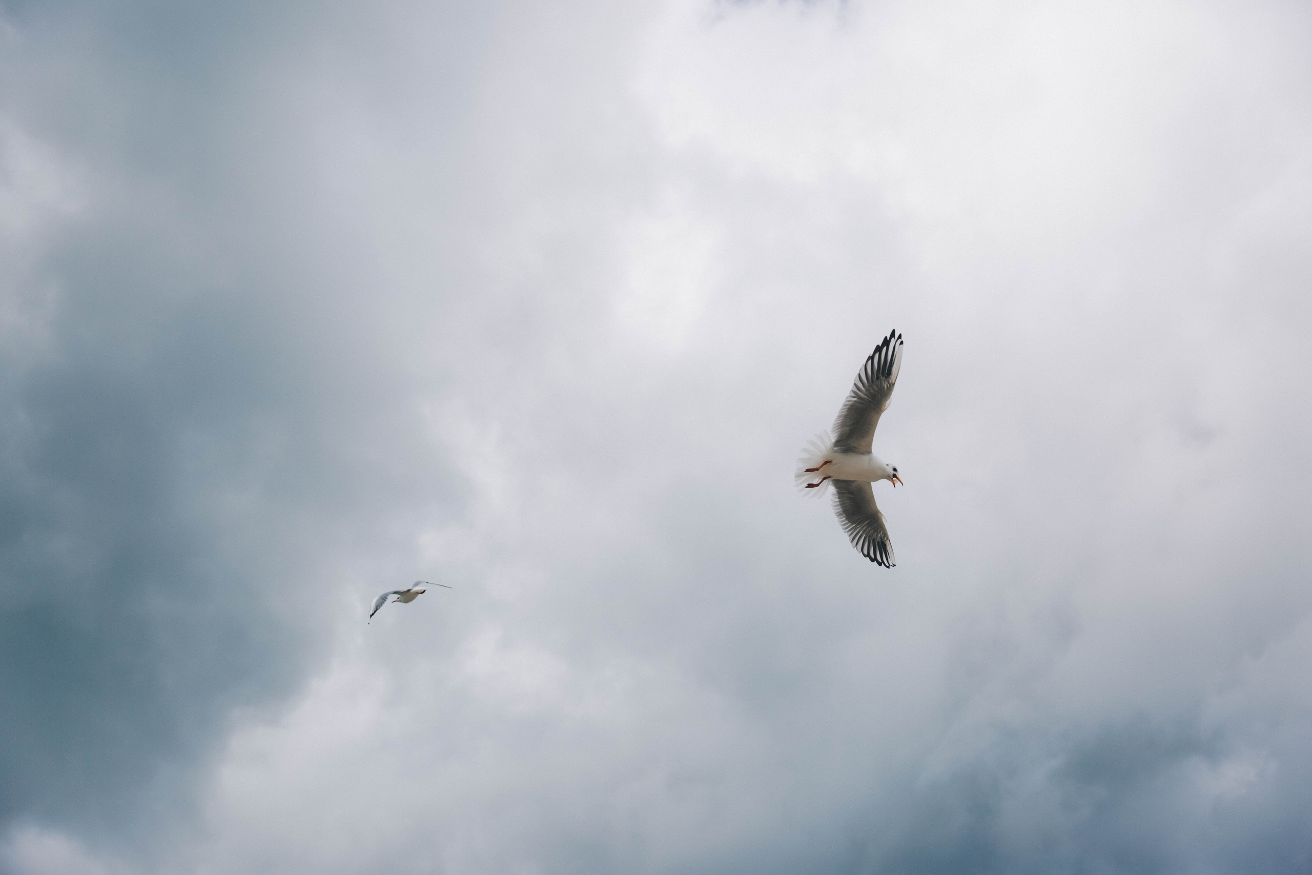 Осенняя Балтика и неувядающая любовь. Фотограф Зеленоградск Красильникова Елена