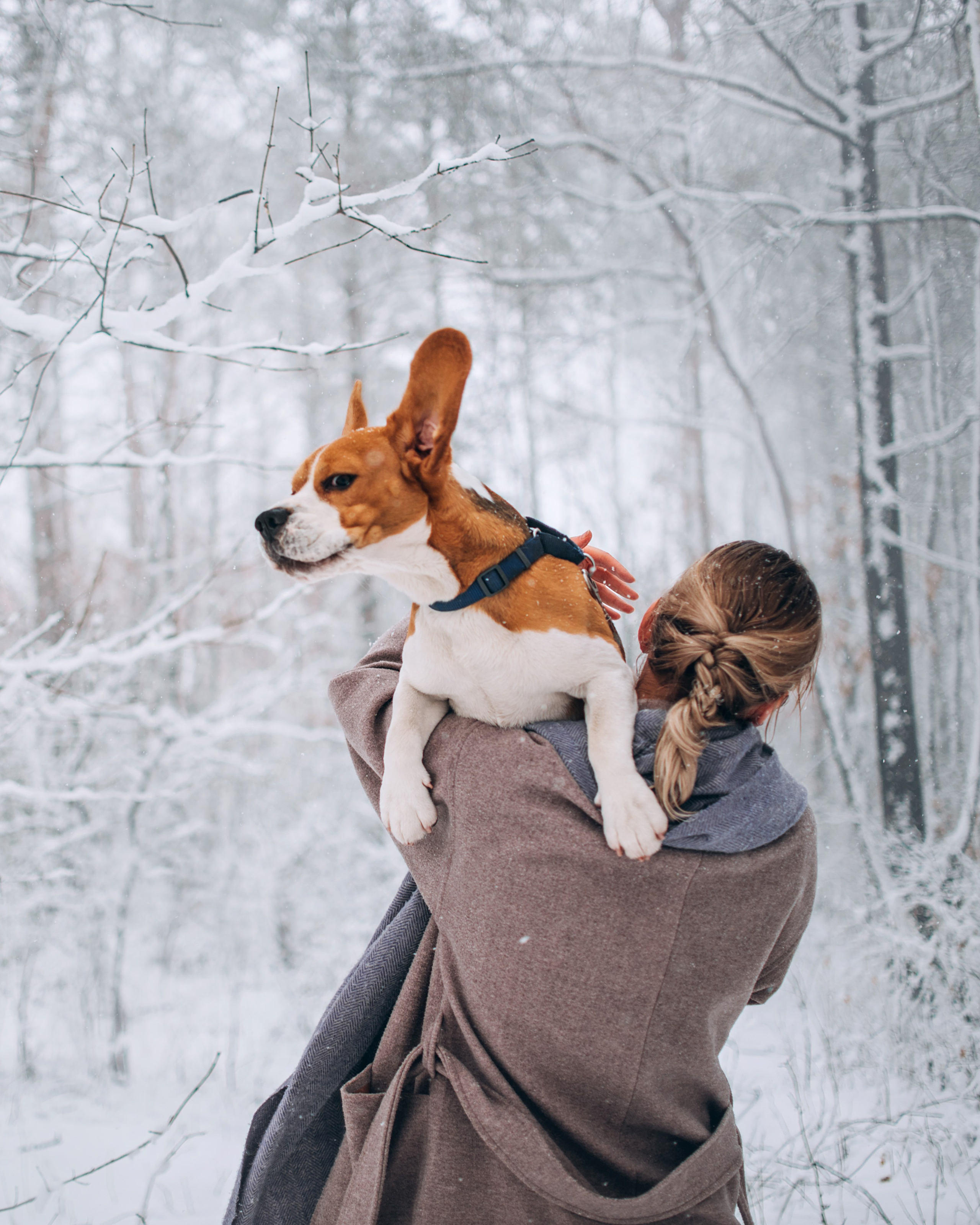 Прогулка с собаками: бигли и Лена. Портфолио
