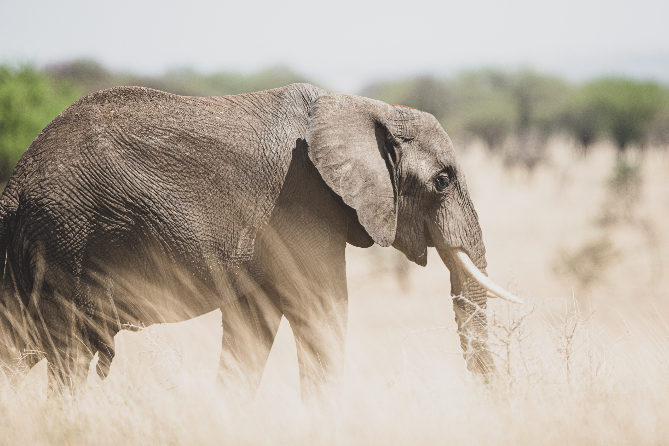 Танзания. Добродеева Алла фотограф, Москва