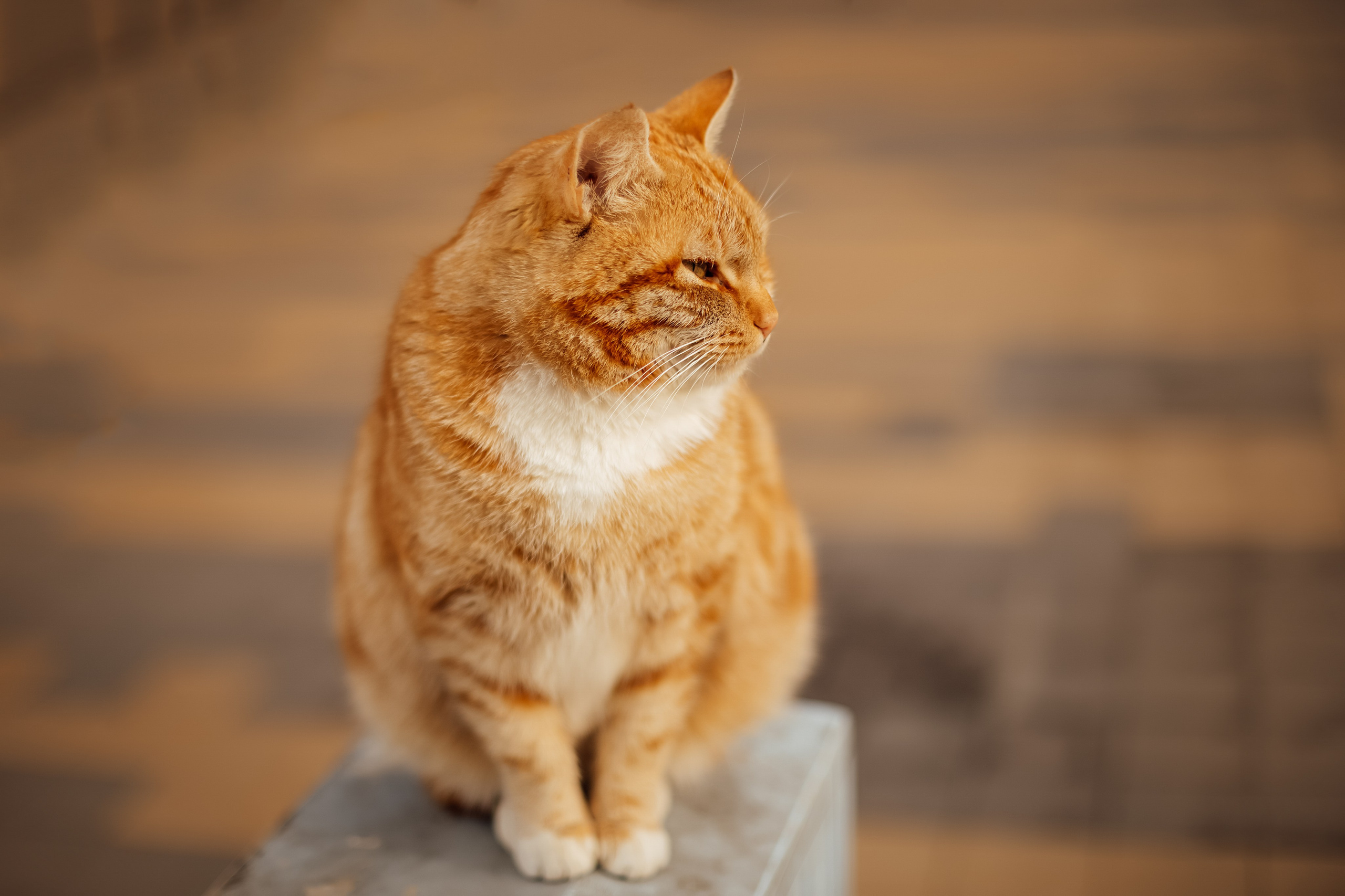 Зеленоградск. Свадебный и семейный фотограф/видеограф в Краснодаре Наталья Осинская