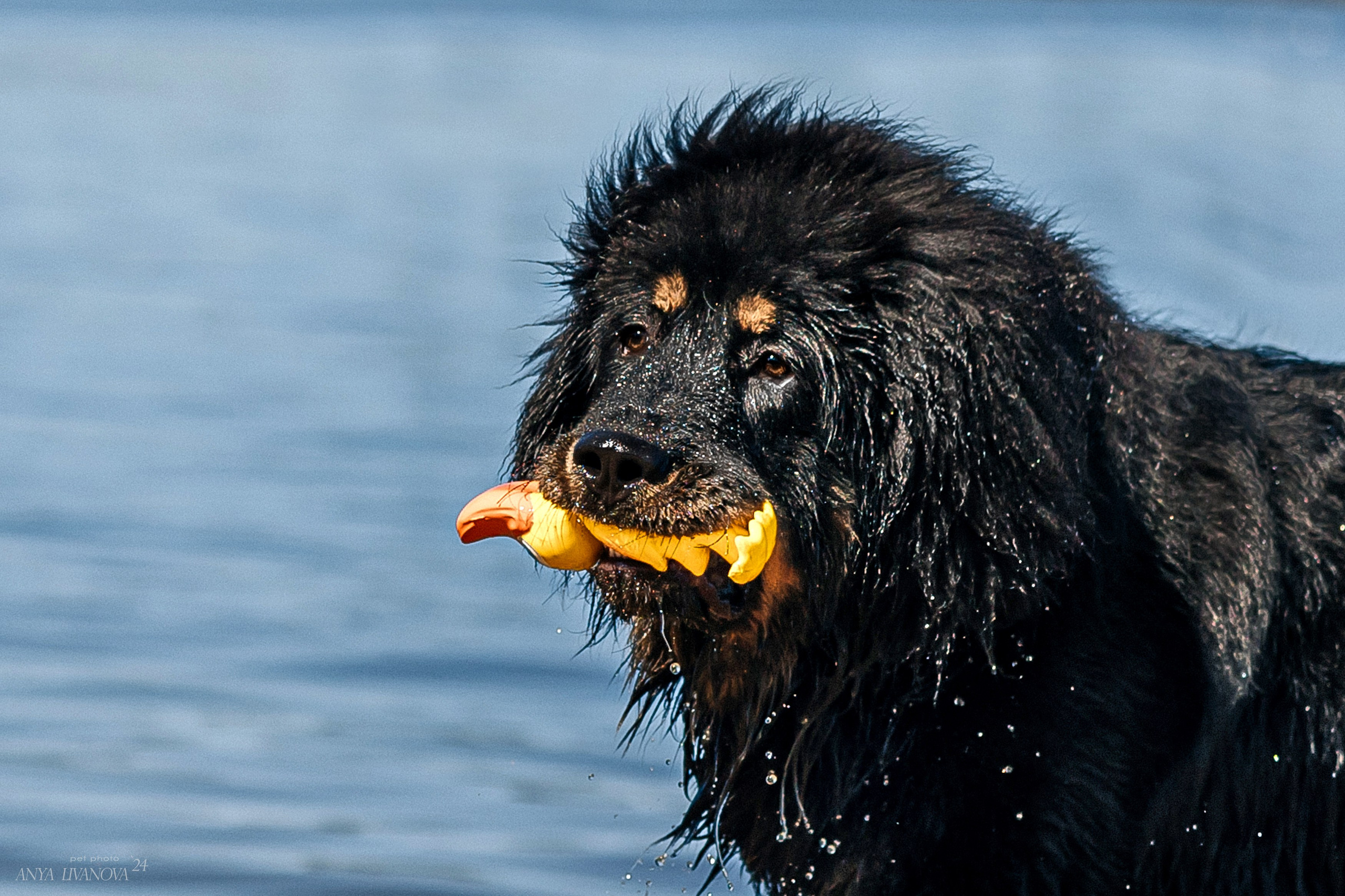 Адмирал. Фотограф анималист Аня Ливанова | Рыбинск