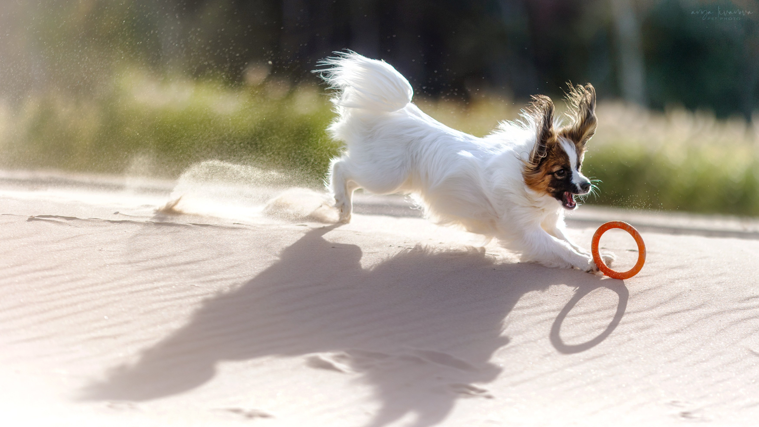 Хьюстон. Фотограф анималист Аня Ливанова | Рыбинск