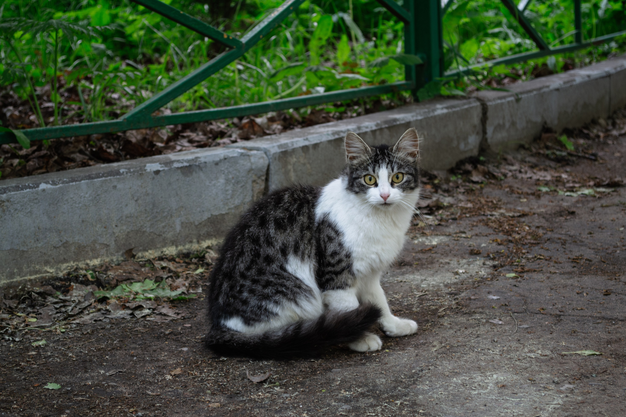 Cats.2. Dumshap | думшап