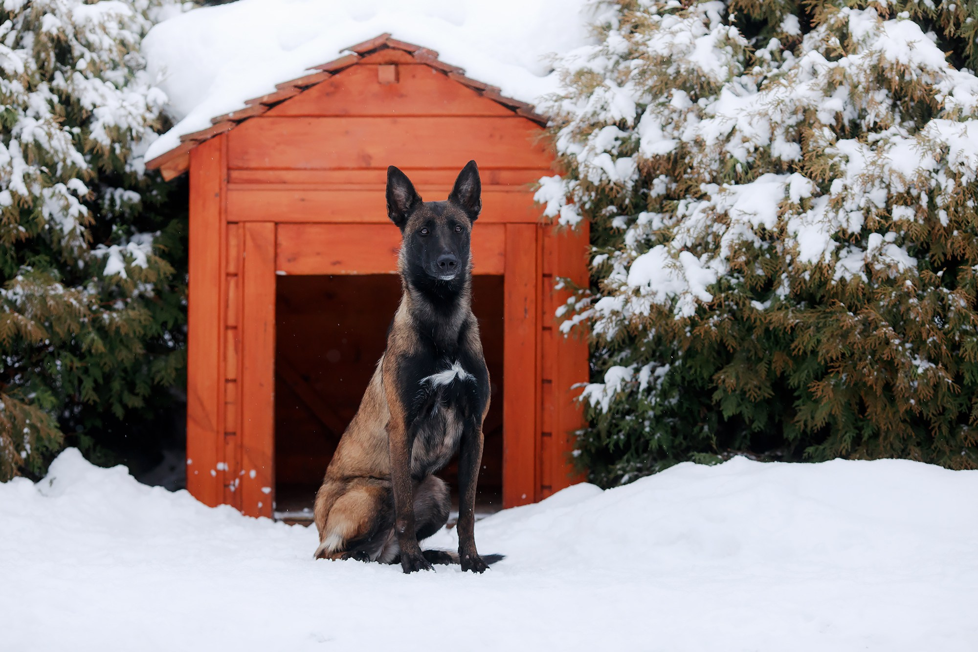Зимние портреты. Фотограф-анималист Mary Mart — Москва, Питер