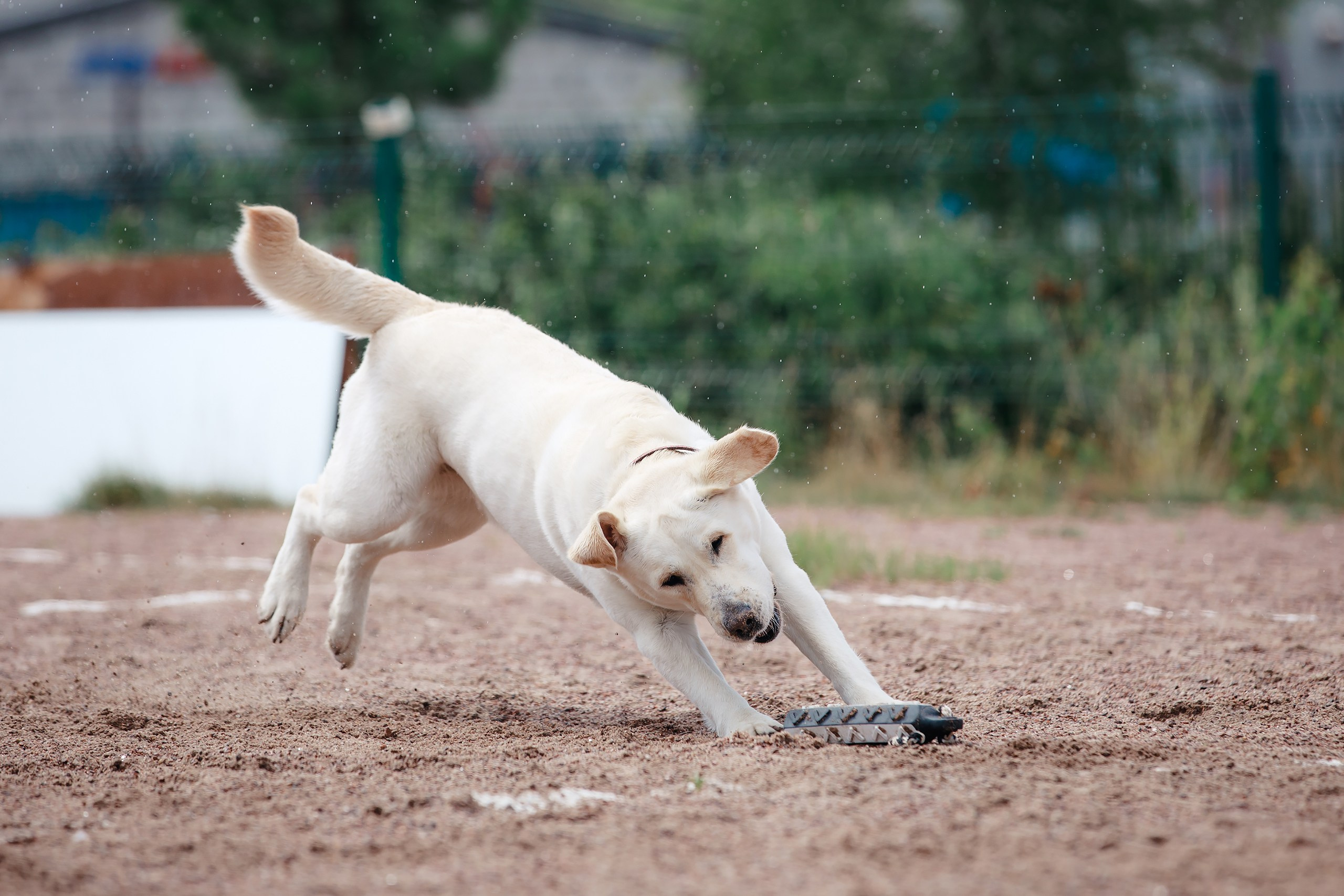 Питч&Гоу + веселые старты. Фотограф-анималист Mary Mart — Москва, Питер