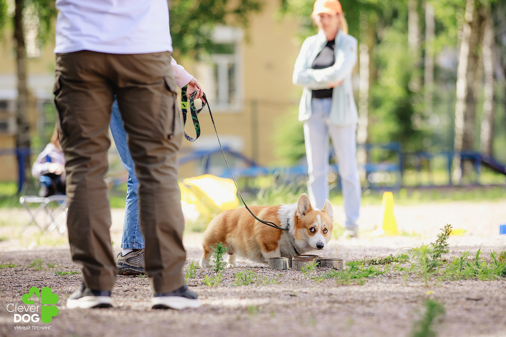 Семинар по поиску запаха с Иваном Ломовым, организатор CleverDog, СПб. Фотограф-анималист Mary Mart — Москва, Питер