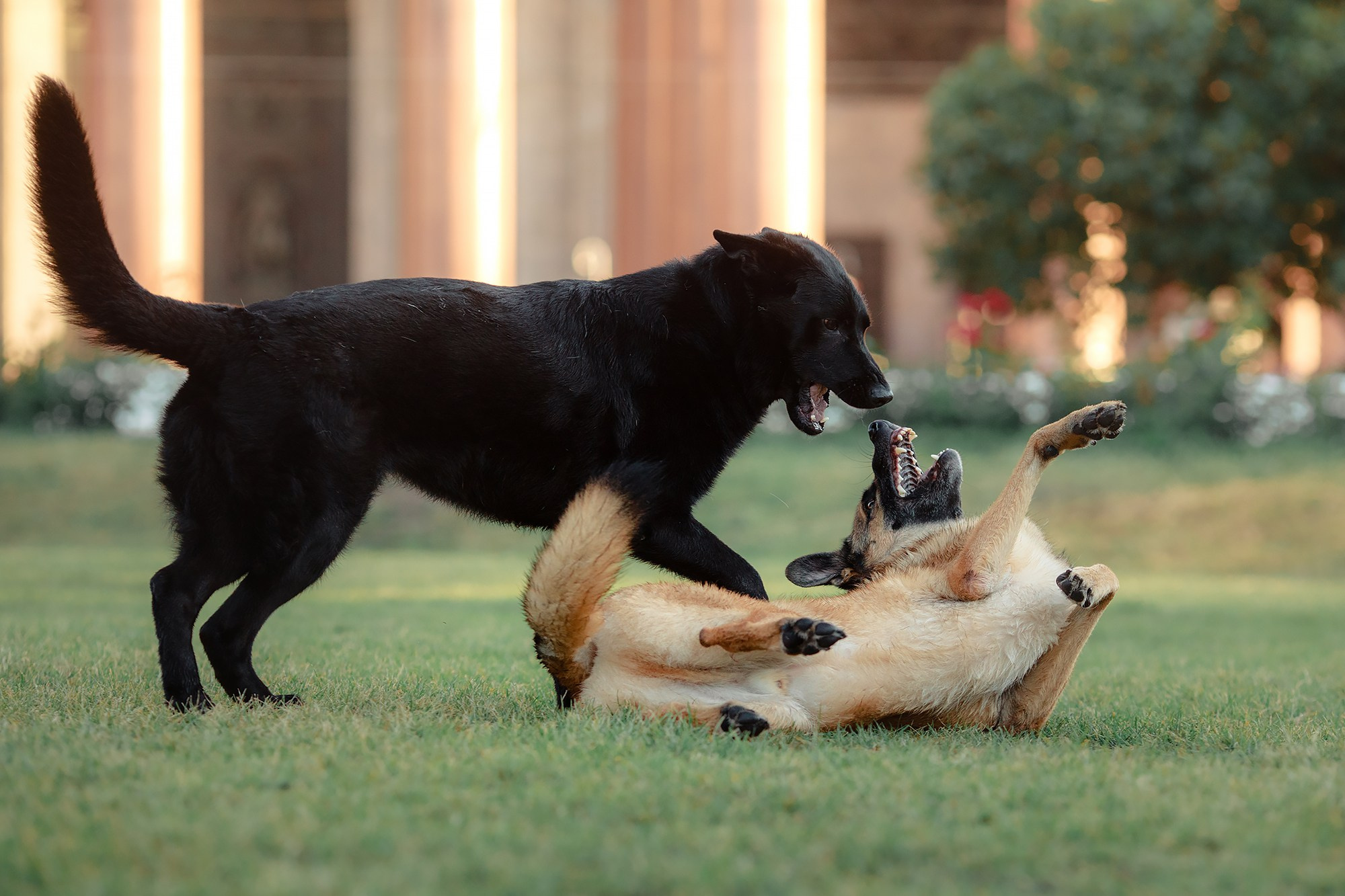 Алена, Кай и Мара. Фотограф-анималист Mary Mart — Москва, Питер