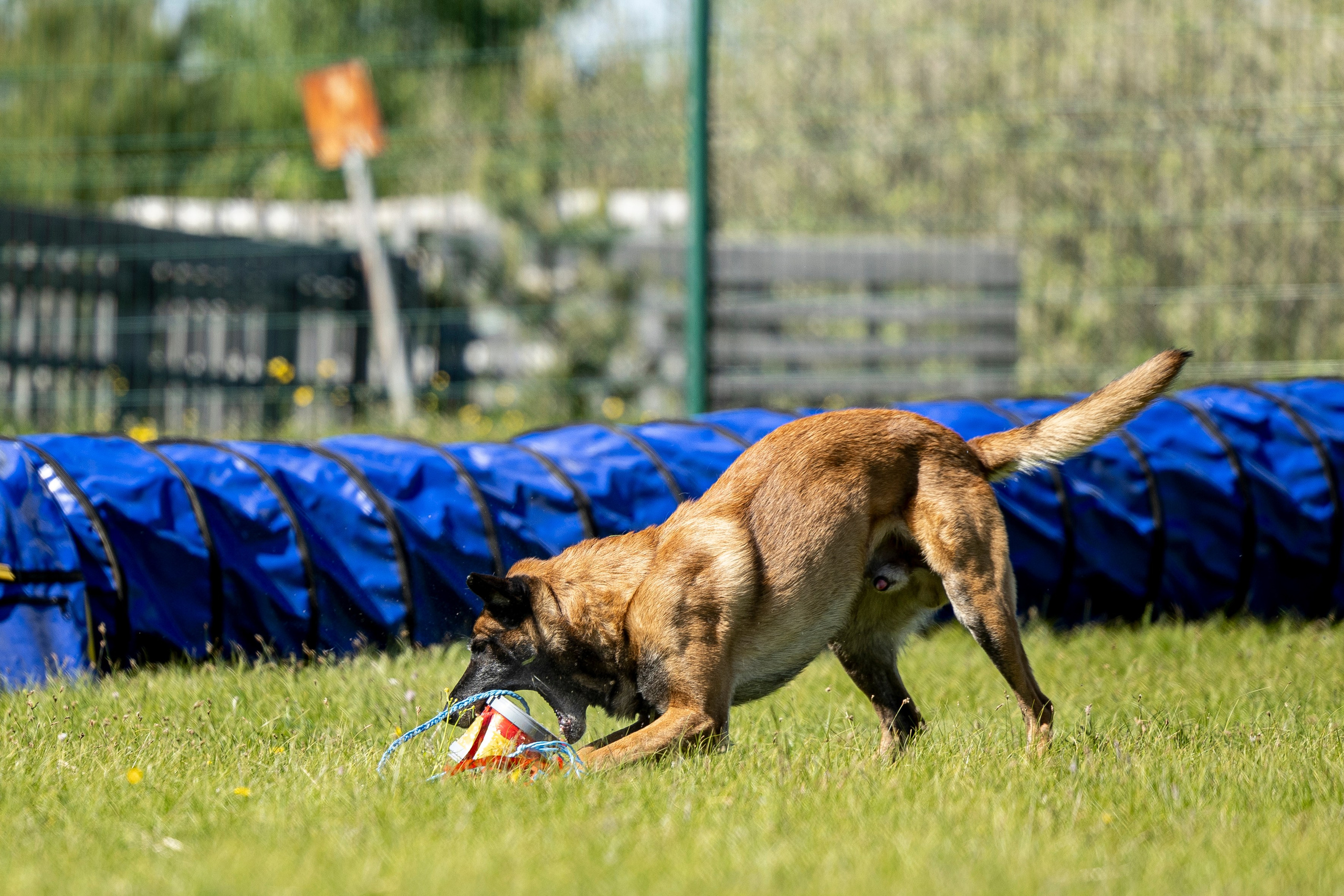 Испытания по мондьорингу в Нижнем Новгороде. Фотограф-анималист Анна Маринич