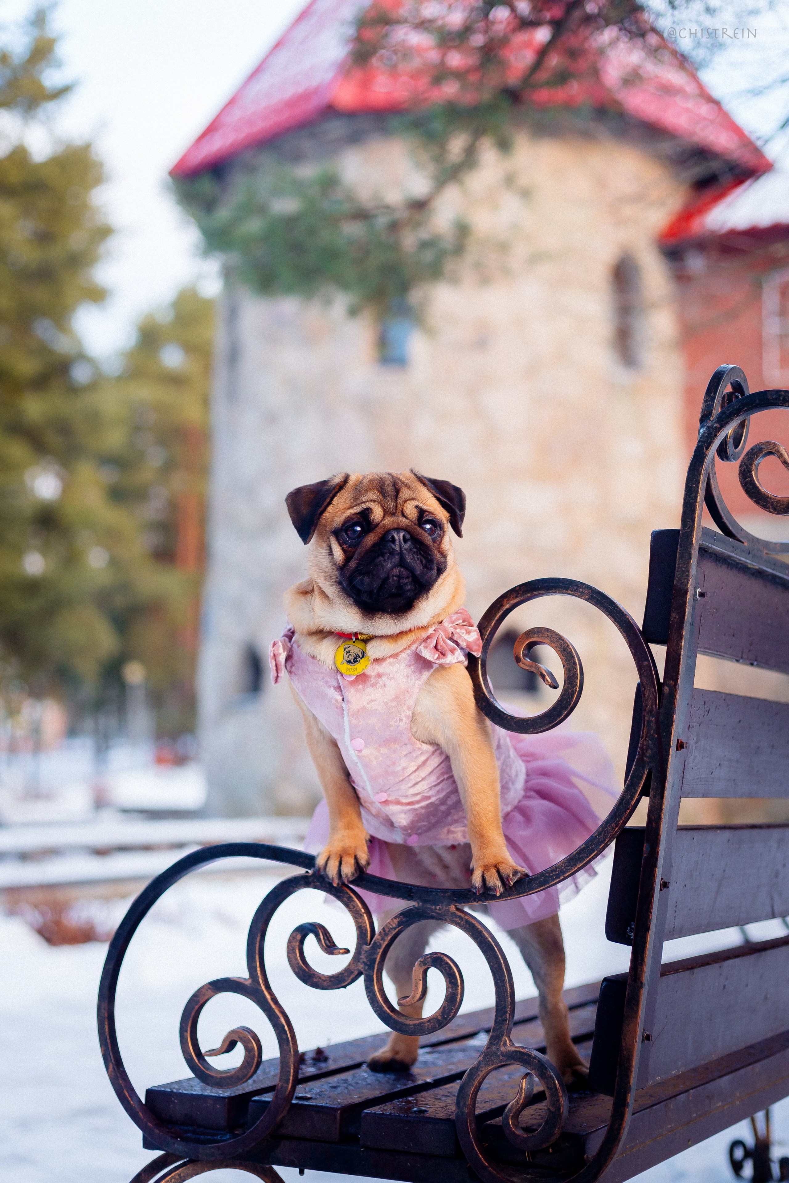 Новогоднее настроение. Роза. Фотограф-анималист Наталия Чистюхина в г. Сосновый Бор и ЛО