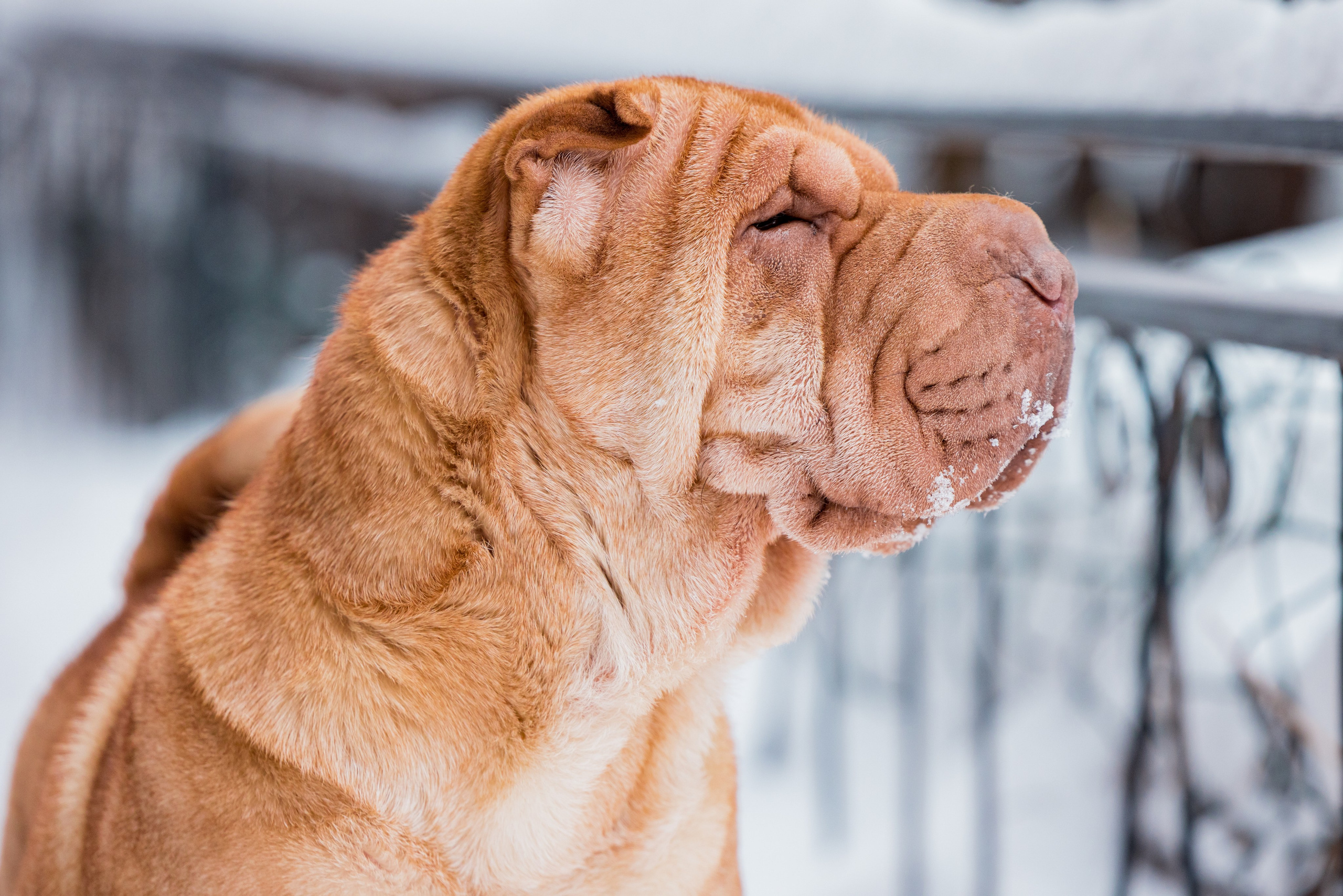 В гостях у шарпеев 16.01.2024. Фотограф-анималист Юлия Германика