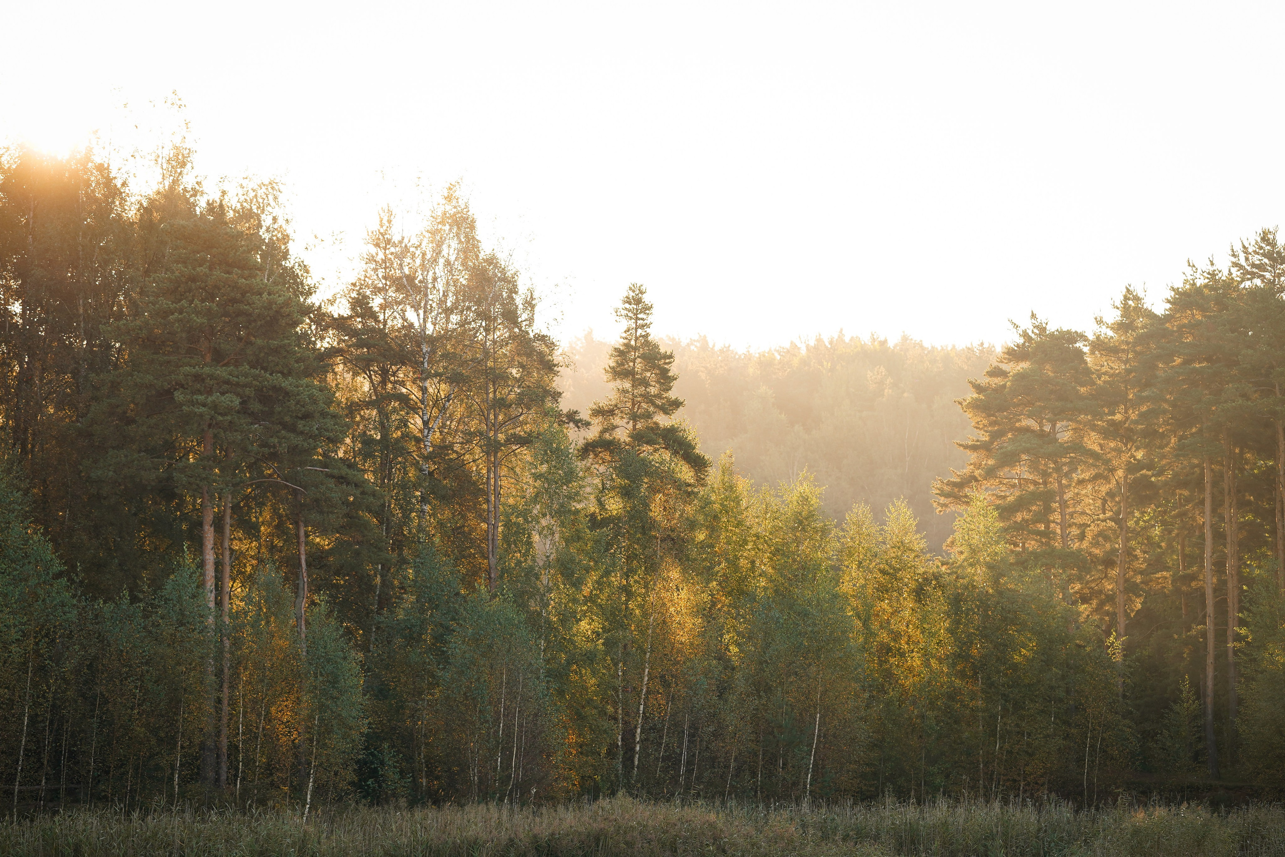 Катя Сэнди и Рокки. Фотограф-анималист в Санкт-Петербурге Яна Мартынова