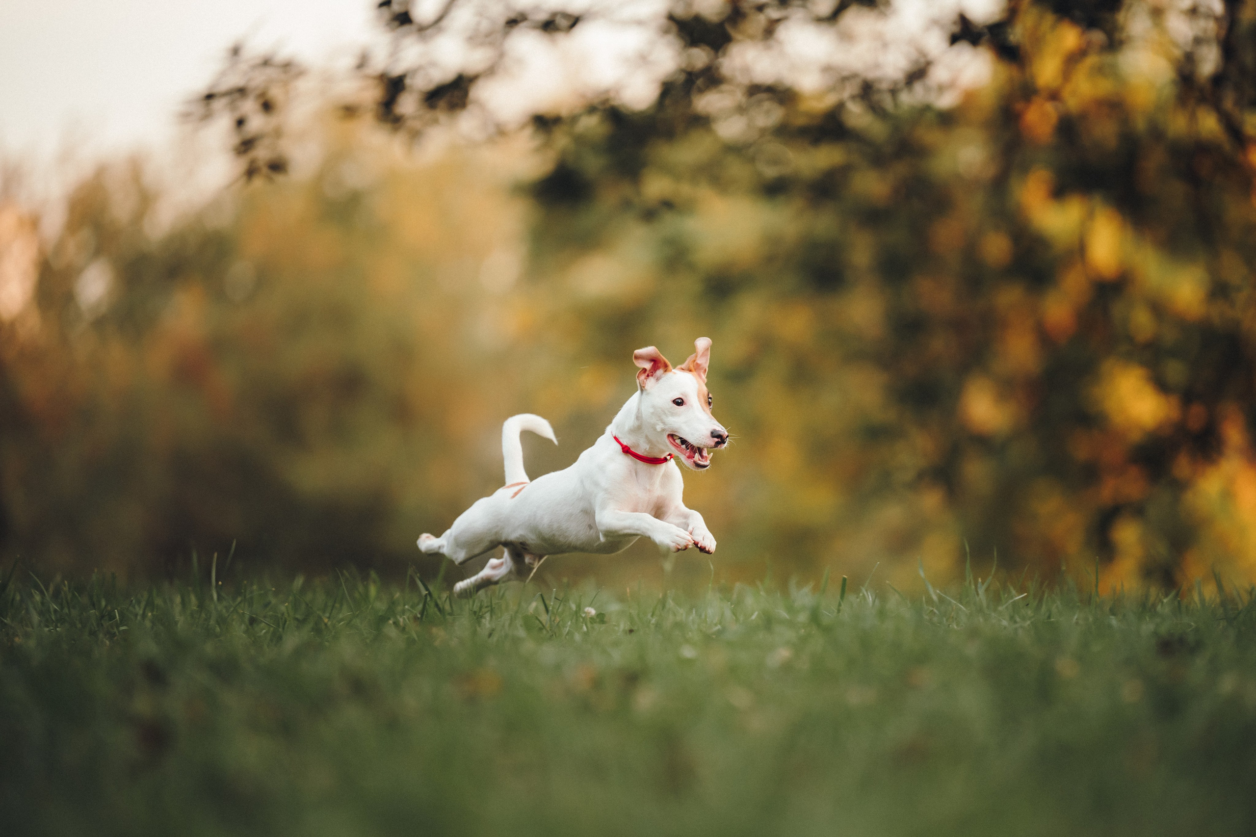 Алена, Илья, Даня и Данте. Семейный фотограф анималист Ананьева Мария — Москва