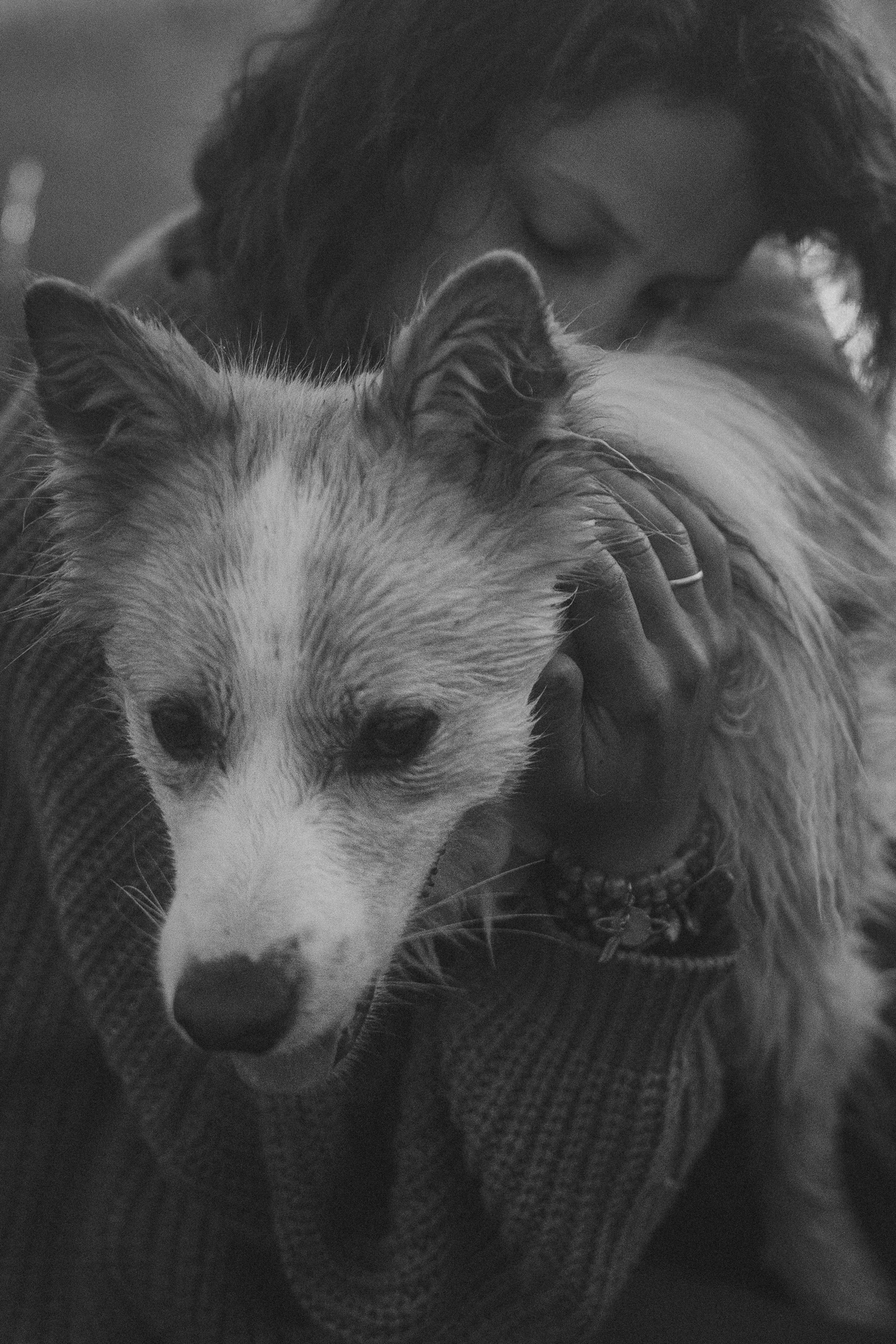 Рина и Марси. Фотограф анималист в Москве и Санкт-Петербурге Свиридова Анна