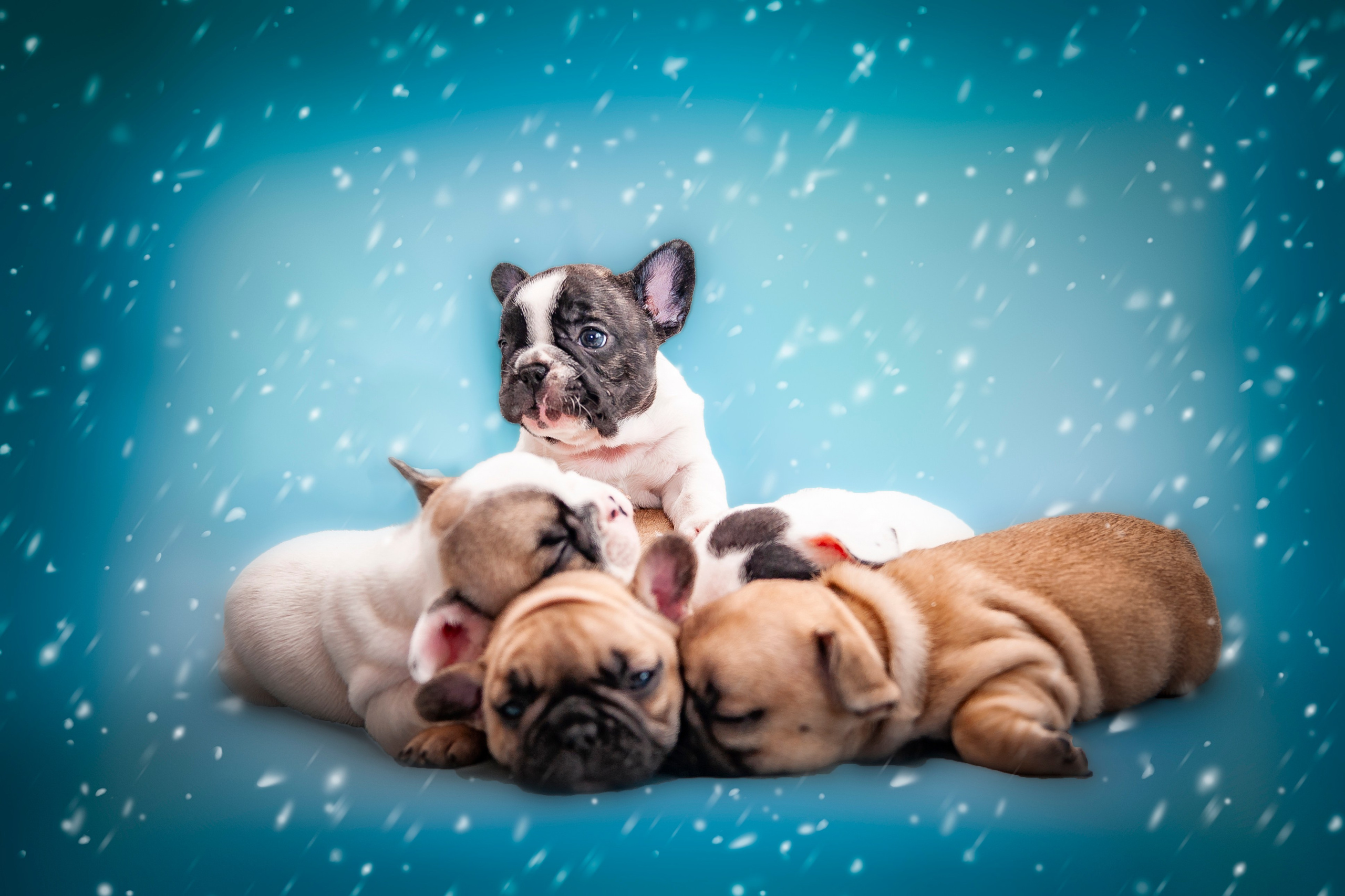 Фотосессия животных в Ижевских, фотограф животных. Детский, семейный фотограф в Ижевске и Москве Аксинья Лысенкова ADEN