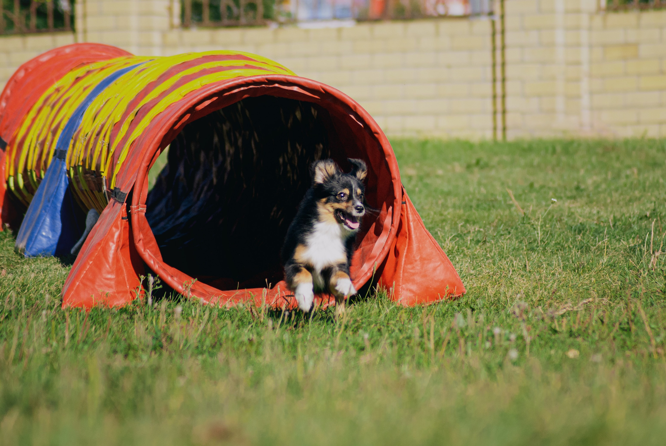 Аджилити. Фотограф в Тюмени Лизавета Сапицкая
