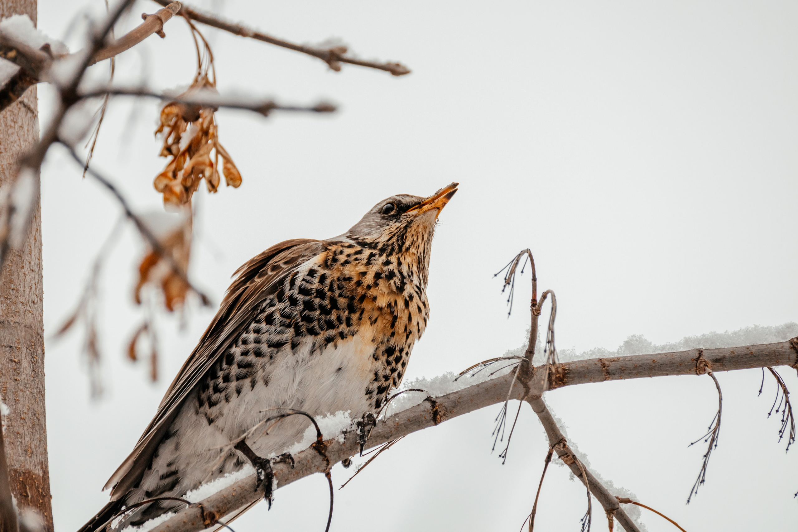 Дрозды. Фотограф в Красноярске Оксана Корчагина
