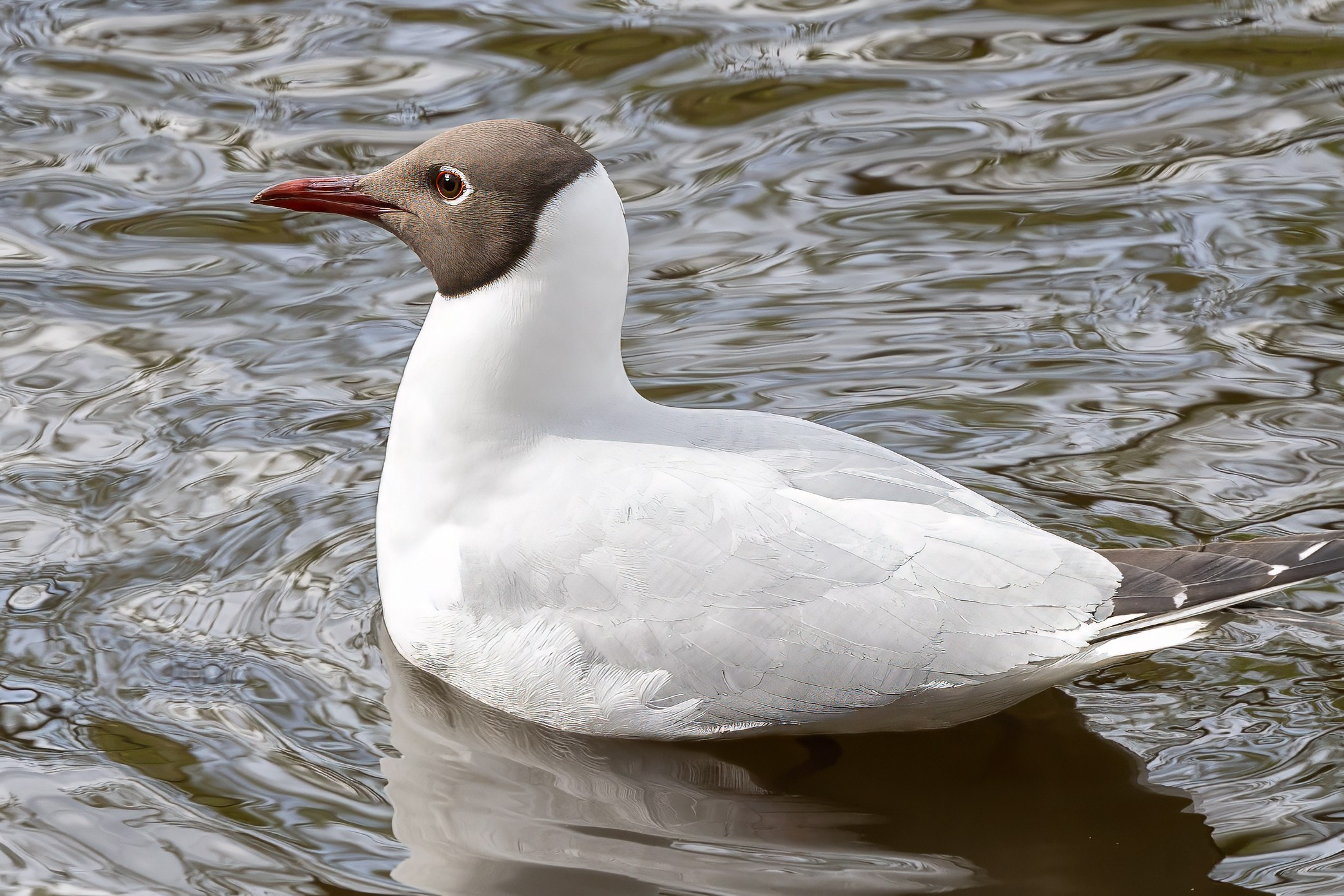 Зоопарк. Photomantis