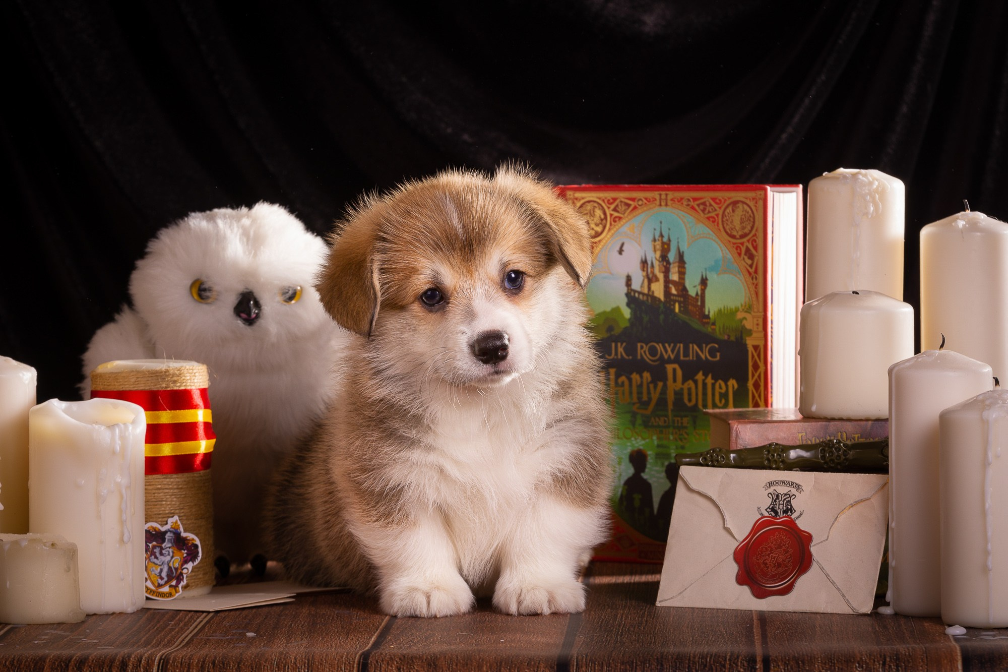 Фотосъёмки щенков. Фотограф-анималист Natalia Deingel | Фотосъемка собак в Москве