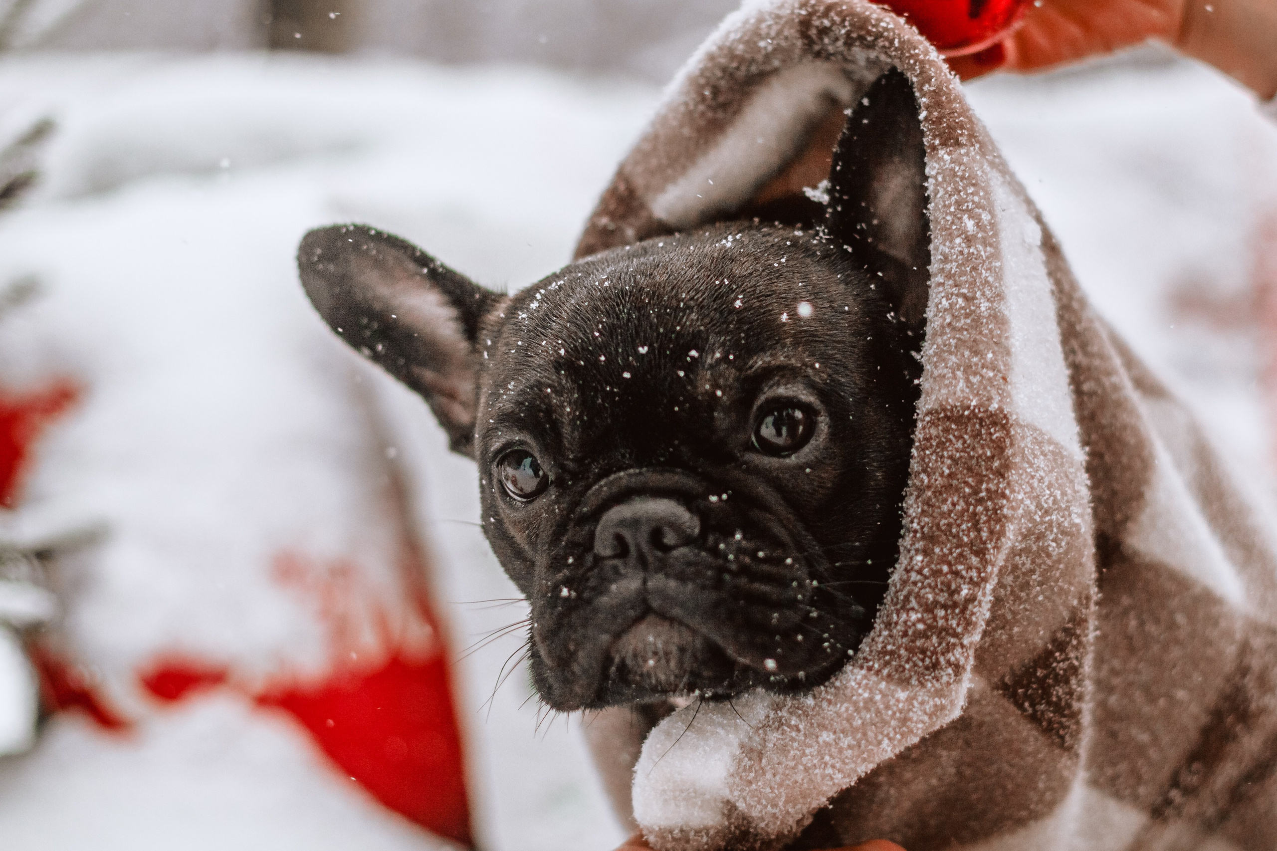 Кантри Хаус. Фотограф-анималист Татьяна Степанова