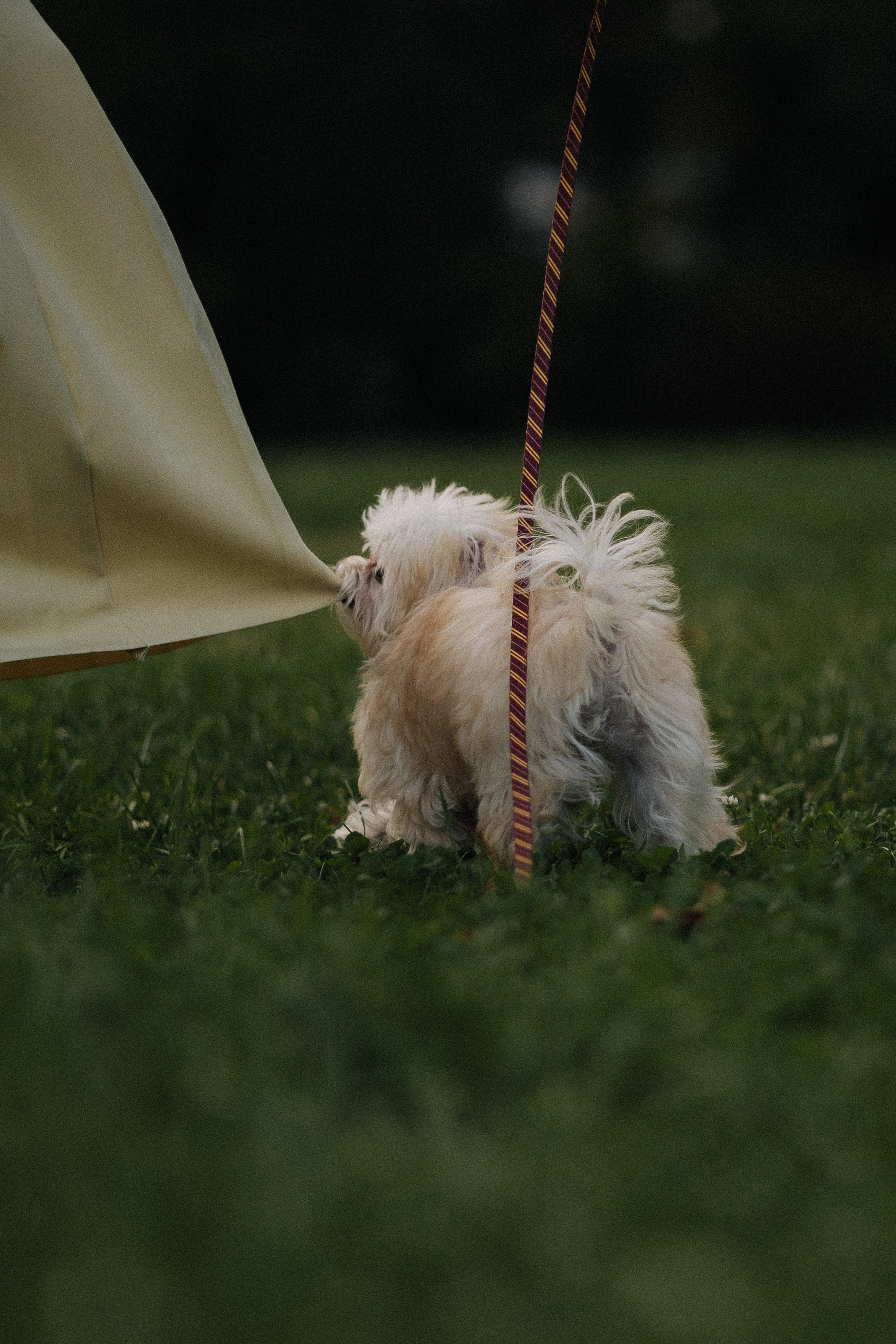 Оля и Бри. Фотораф — анималист Мария Шистка