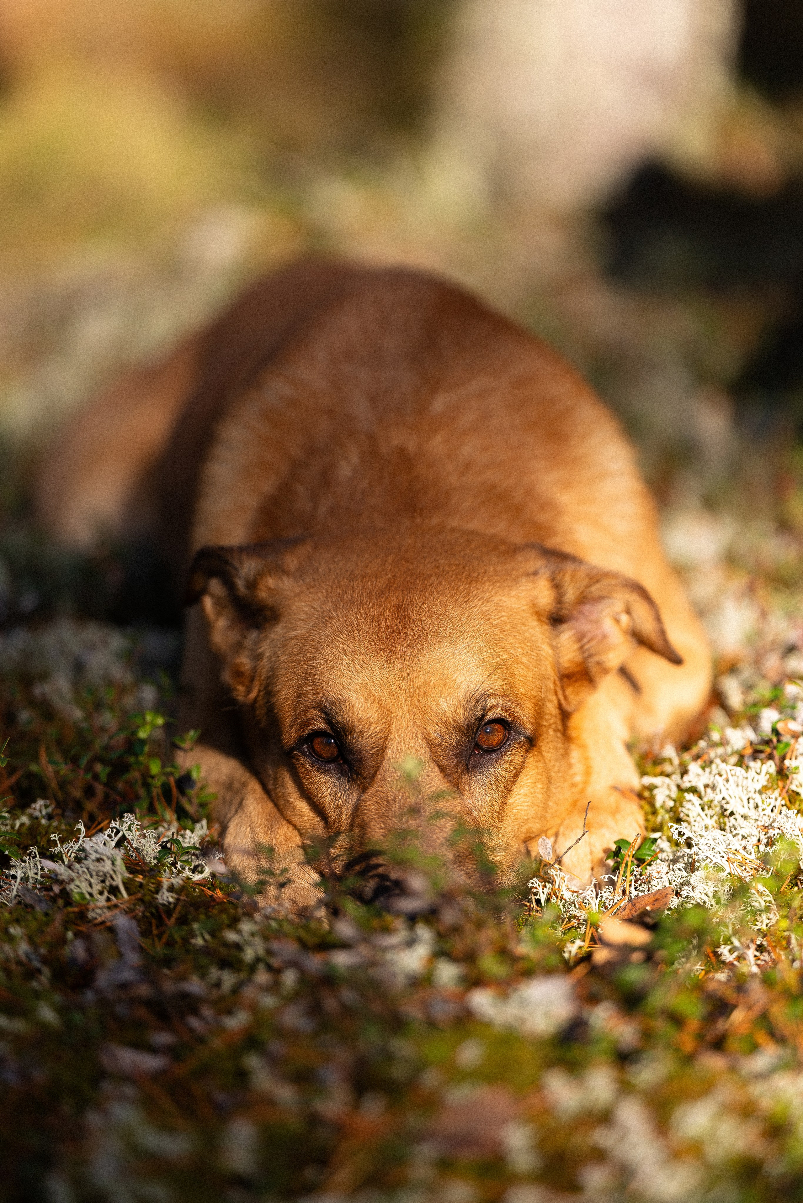 Karelia. Фотограф и видеограф анималист Аганина Дарья