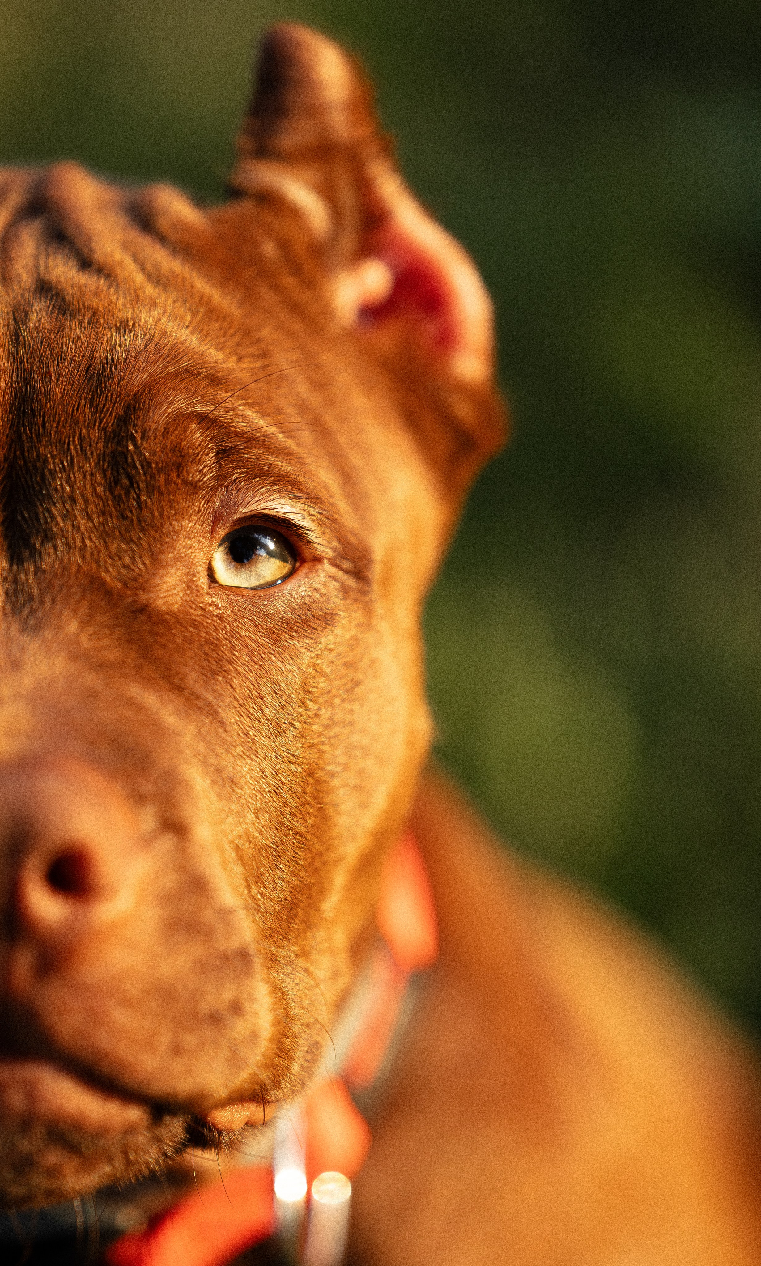 Елена и Хан. Фотограф и видеограф анималист Аганина Дарья