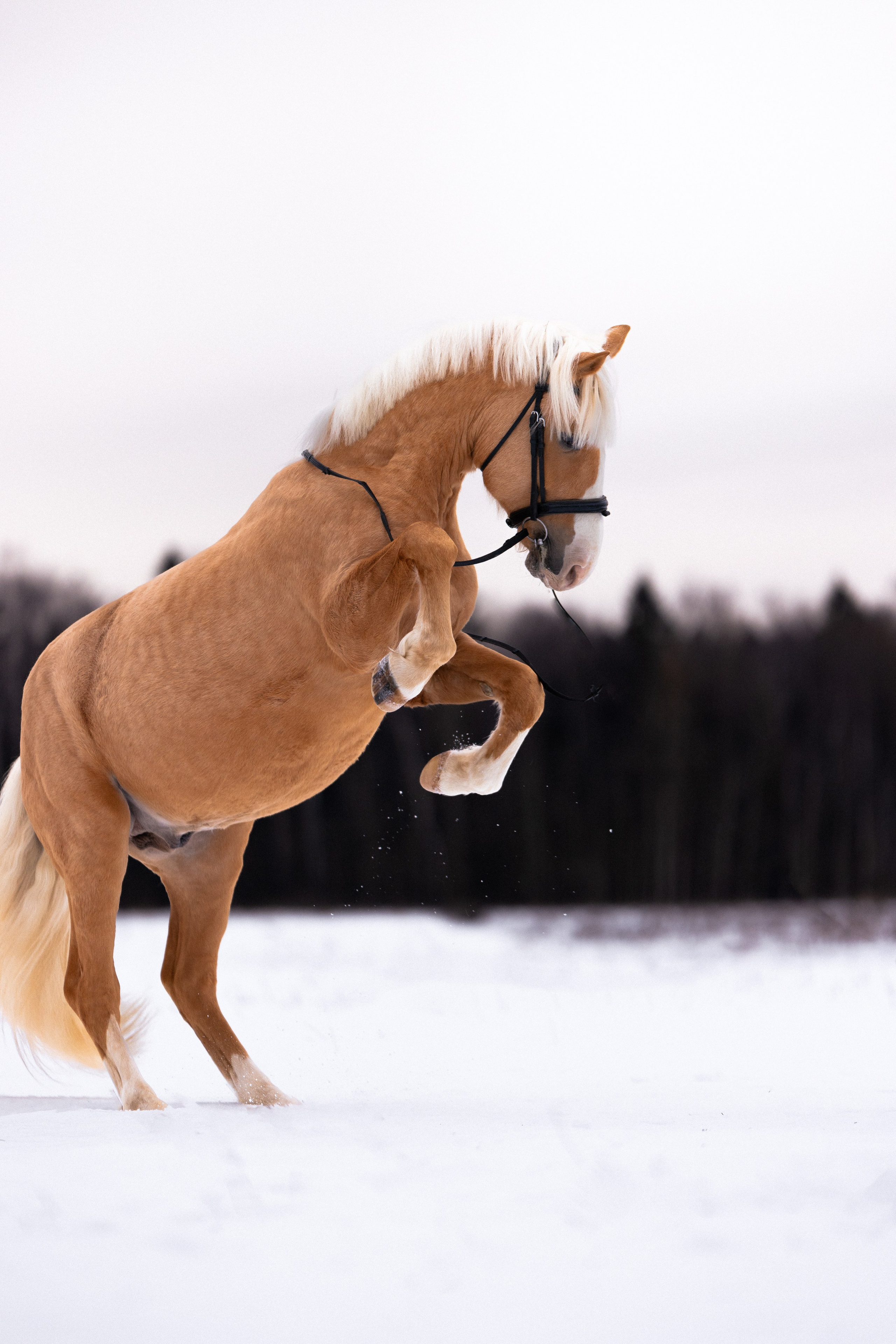 Бейкер. Фотограф и видеограф анималист Аганина Дарья