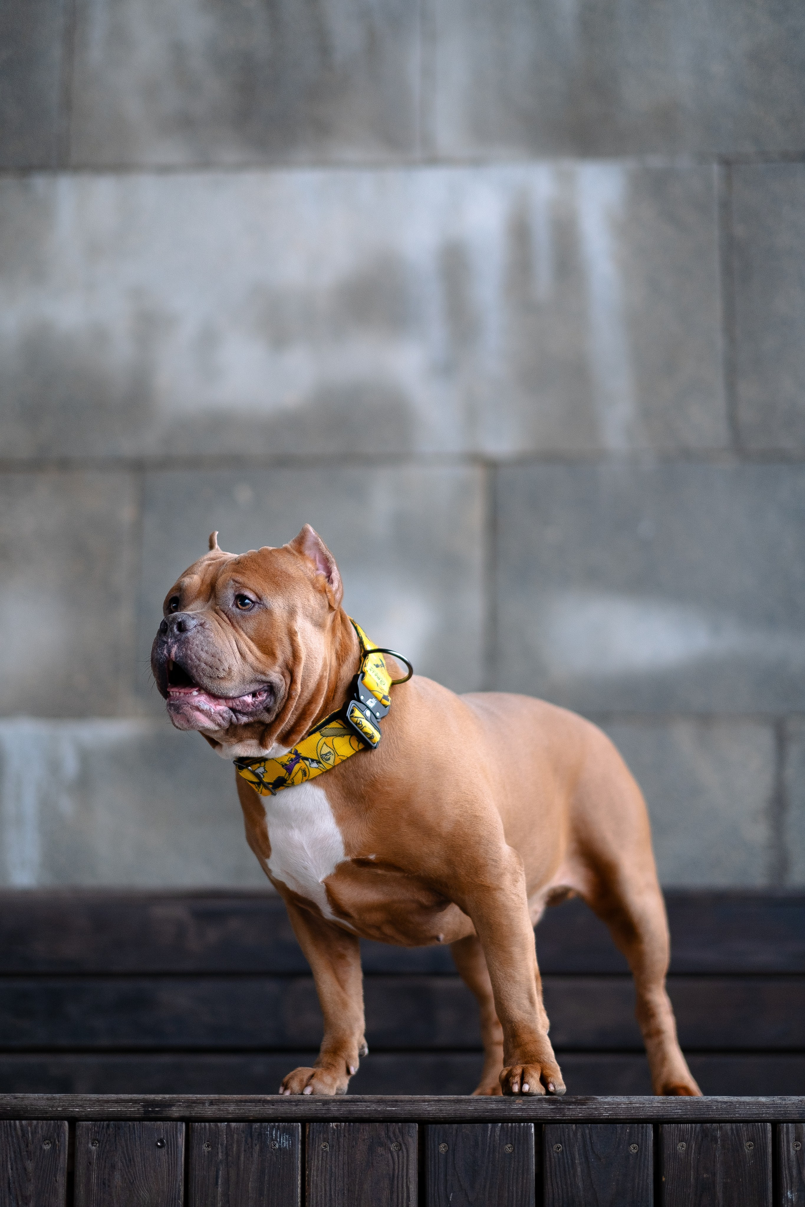 Спай и его семья. Фотограф и видеограф анималист Аганина Дарья