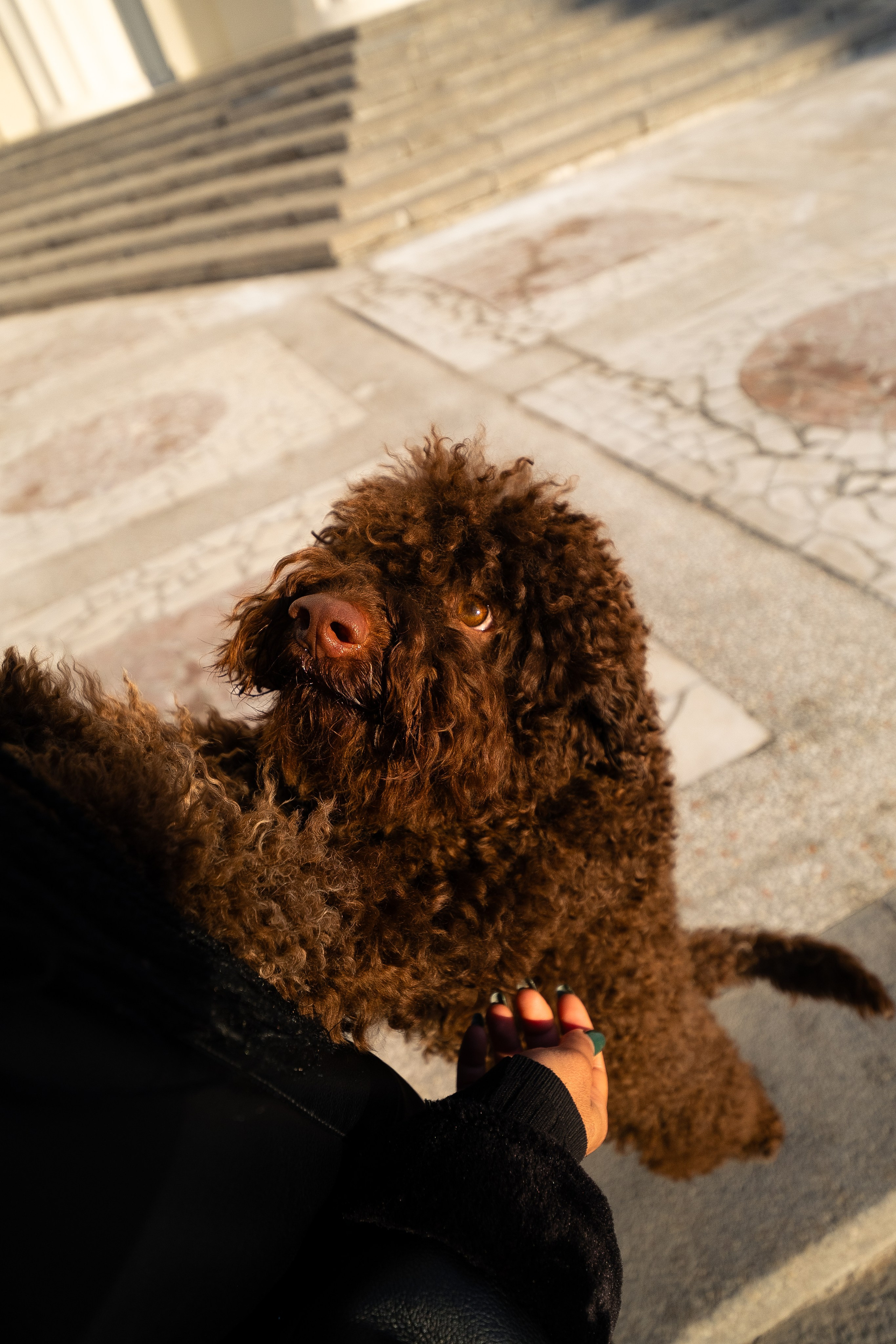 Тьеринна и Миша. Фотограф и видеограф анималист Аганина Дарья