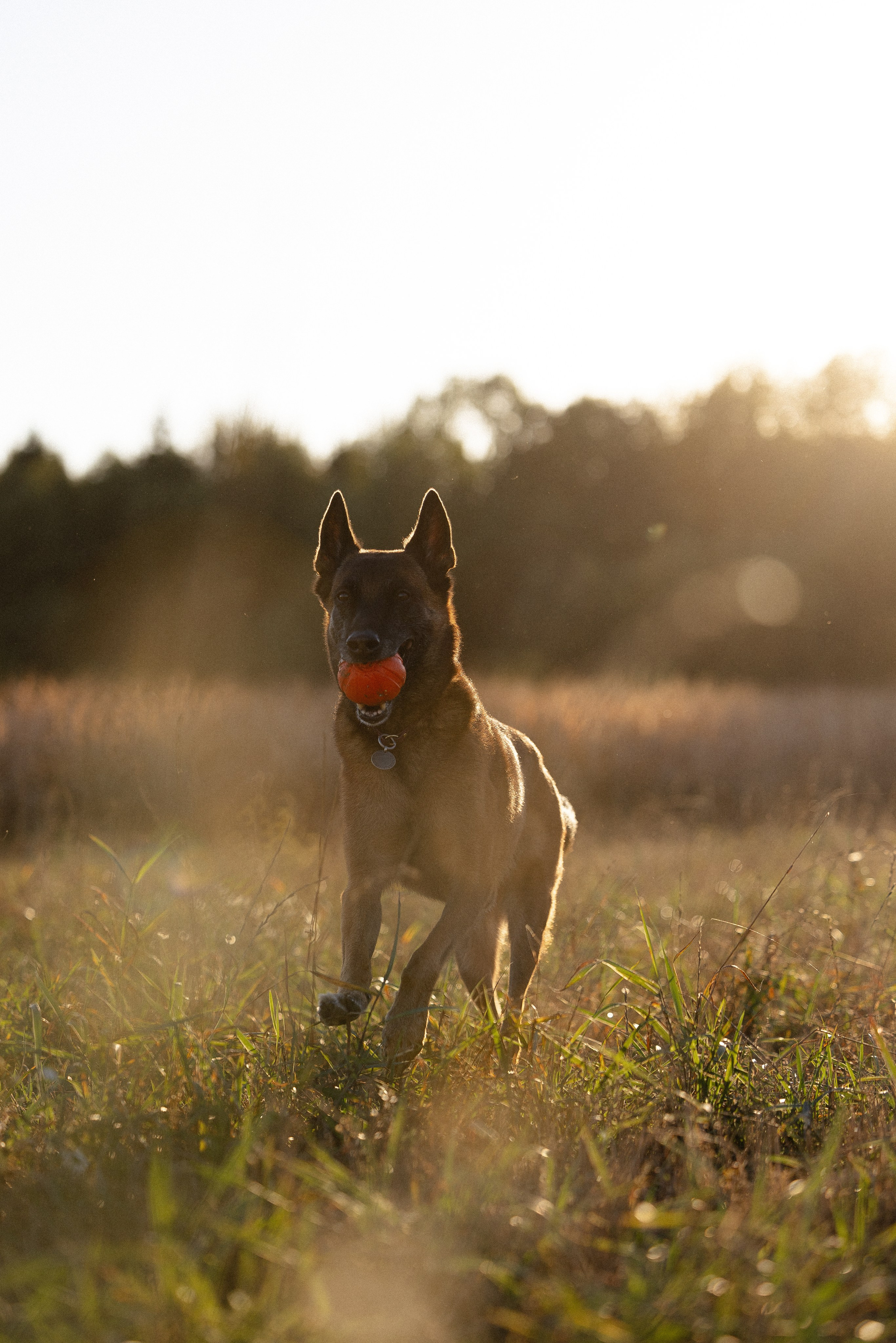 Женя, Афра и Молли. Фотограф и видеограф анималист Аганина Дарья