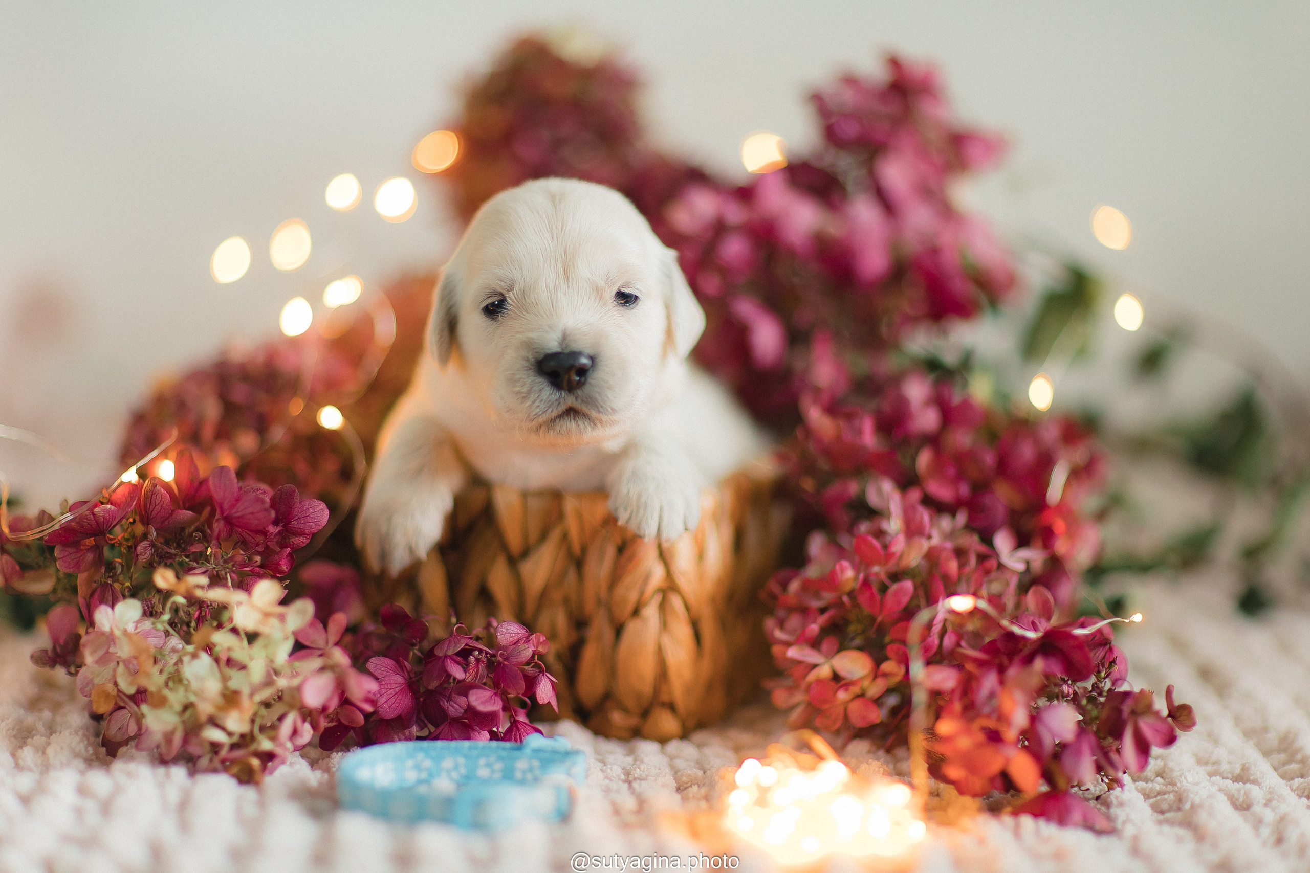Голубой ошейник. Свадебный и женский фотограф