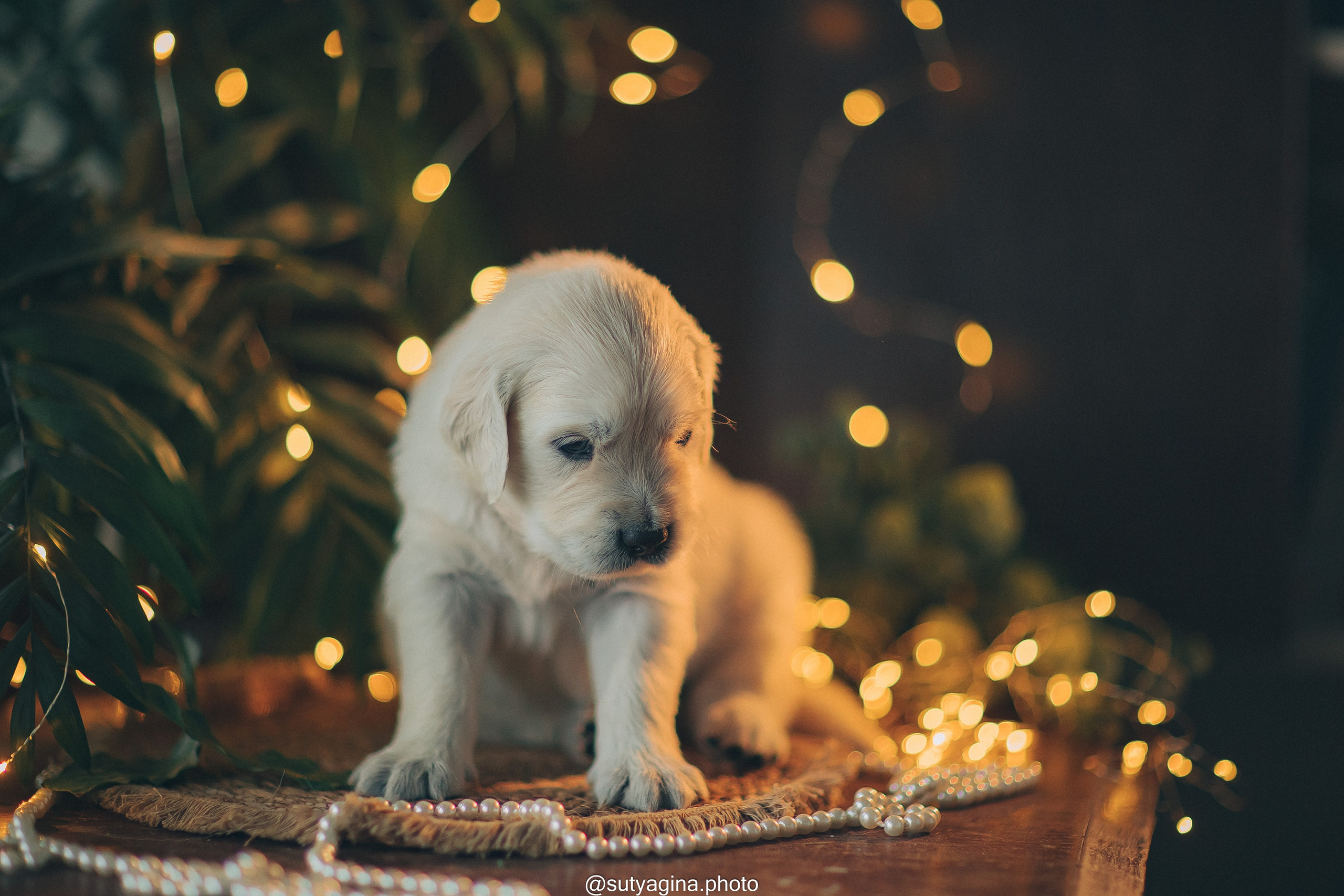 Голубой ошейник. Свадебный и женский фотограф