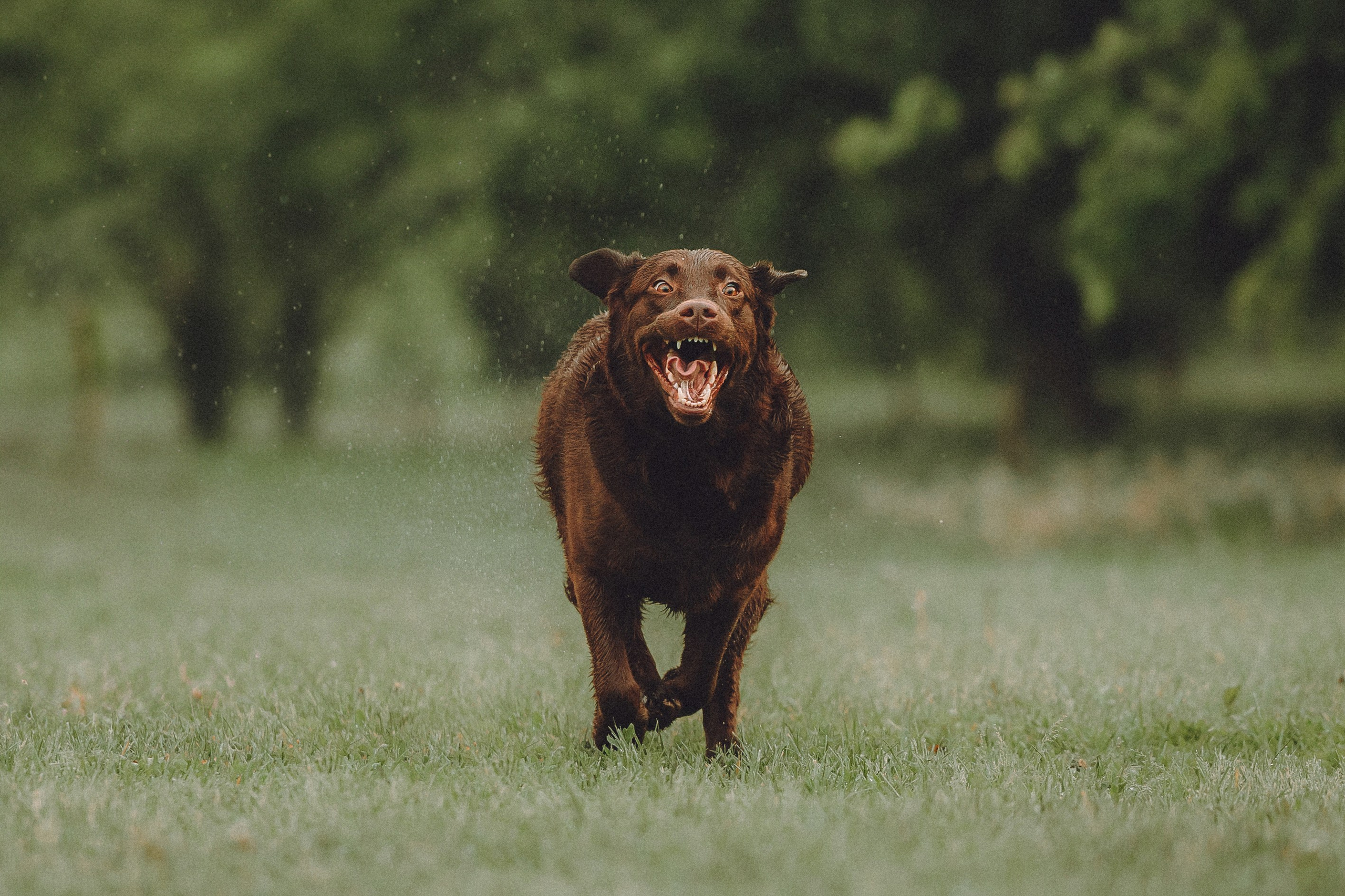 Катя, Ваня и Джеси