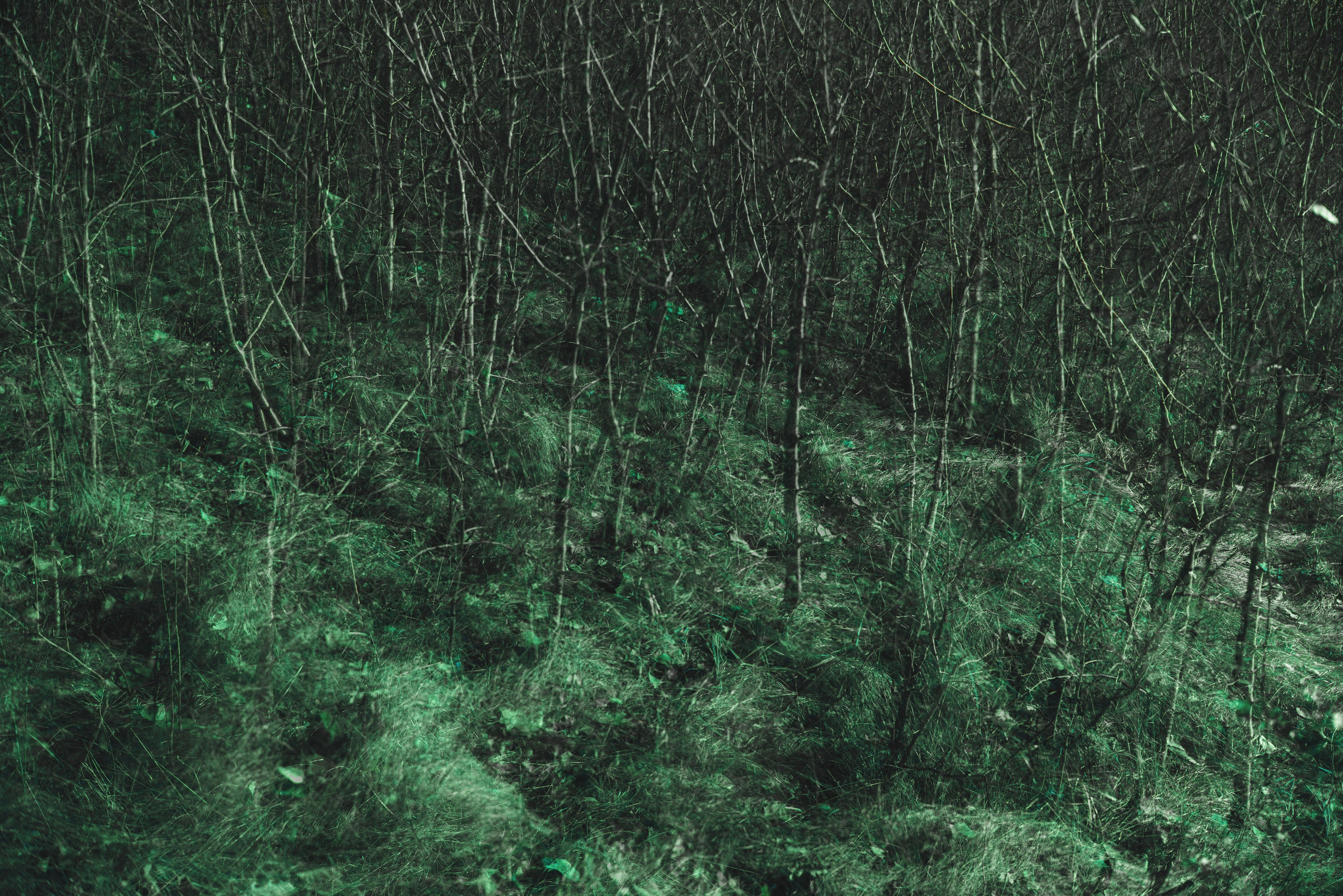 Talking to the forest (in progress). MAIN