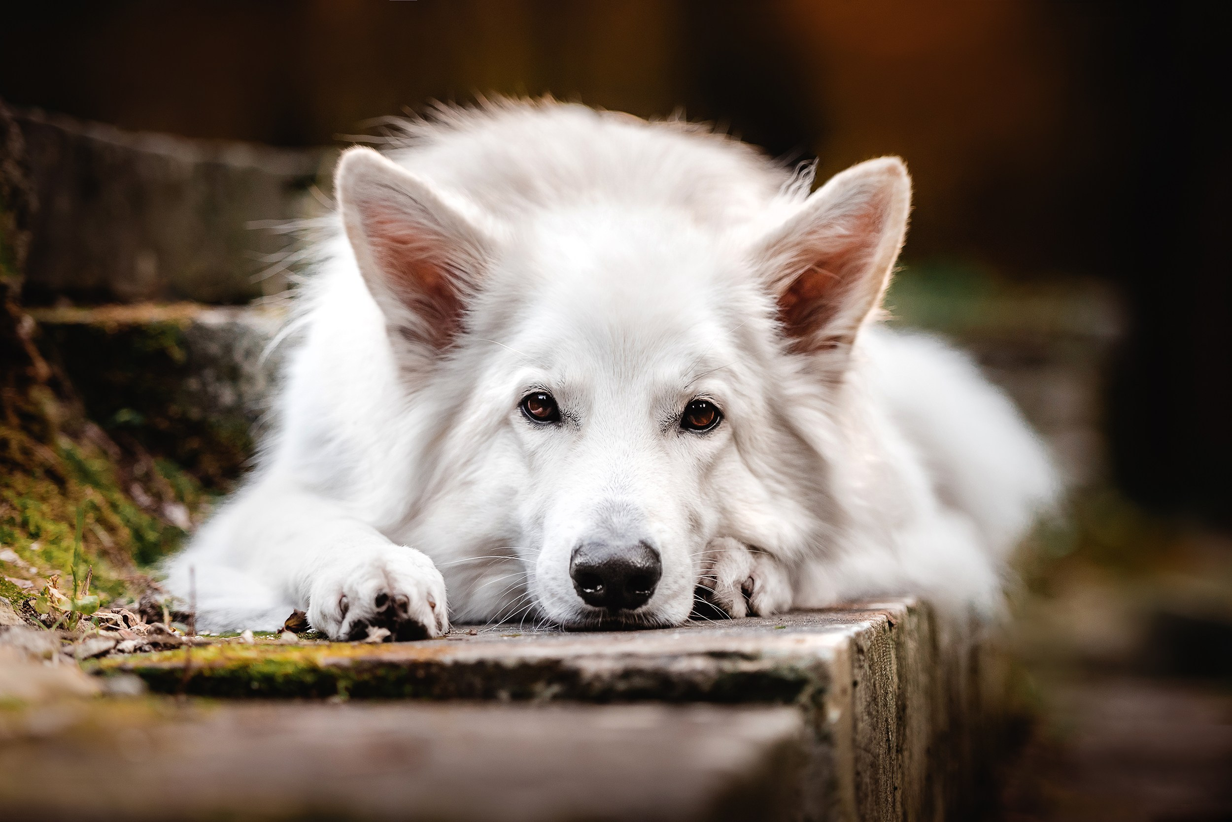 Катя и Джек. Семейный Фотограф в Москве Ирина Хохлова