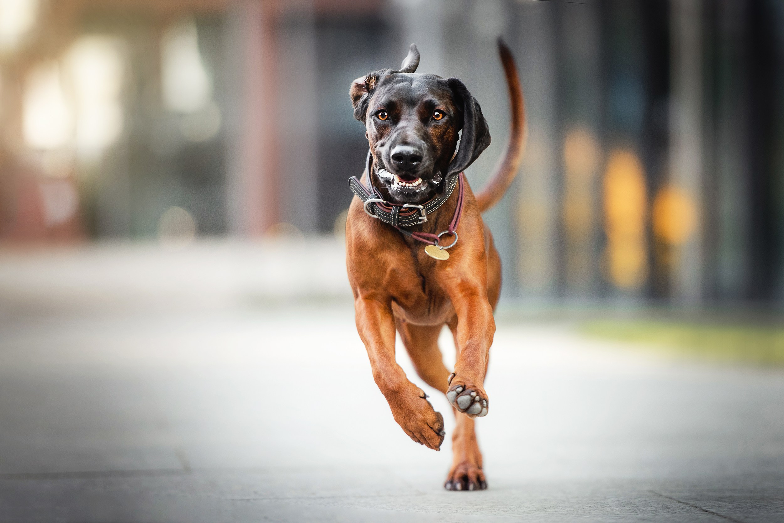 Катя, Дима и Дакота. Городская Love Story. Семейный Фотограф в Москве Ирина Хохлова