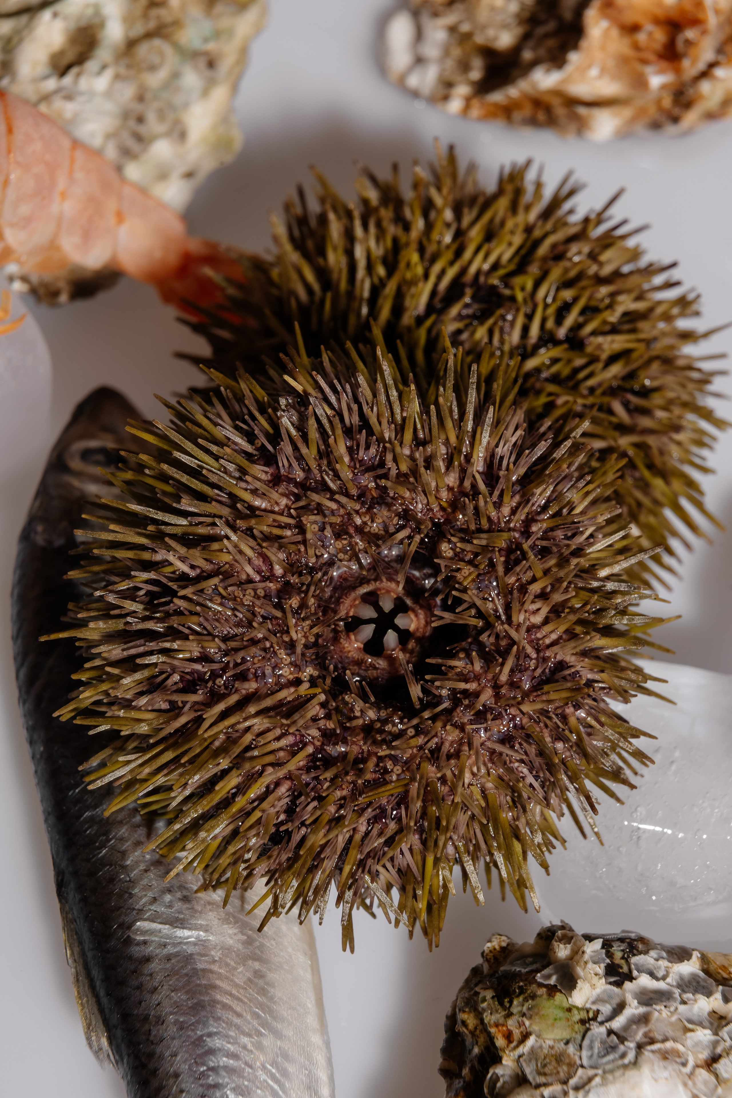 Splash.sea. Профессиональный фотограф Инесса Новикова в Москве