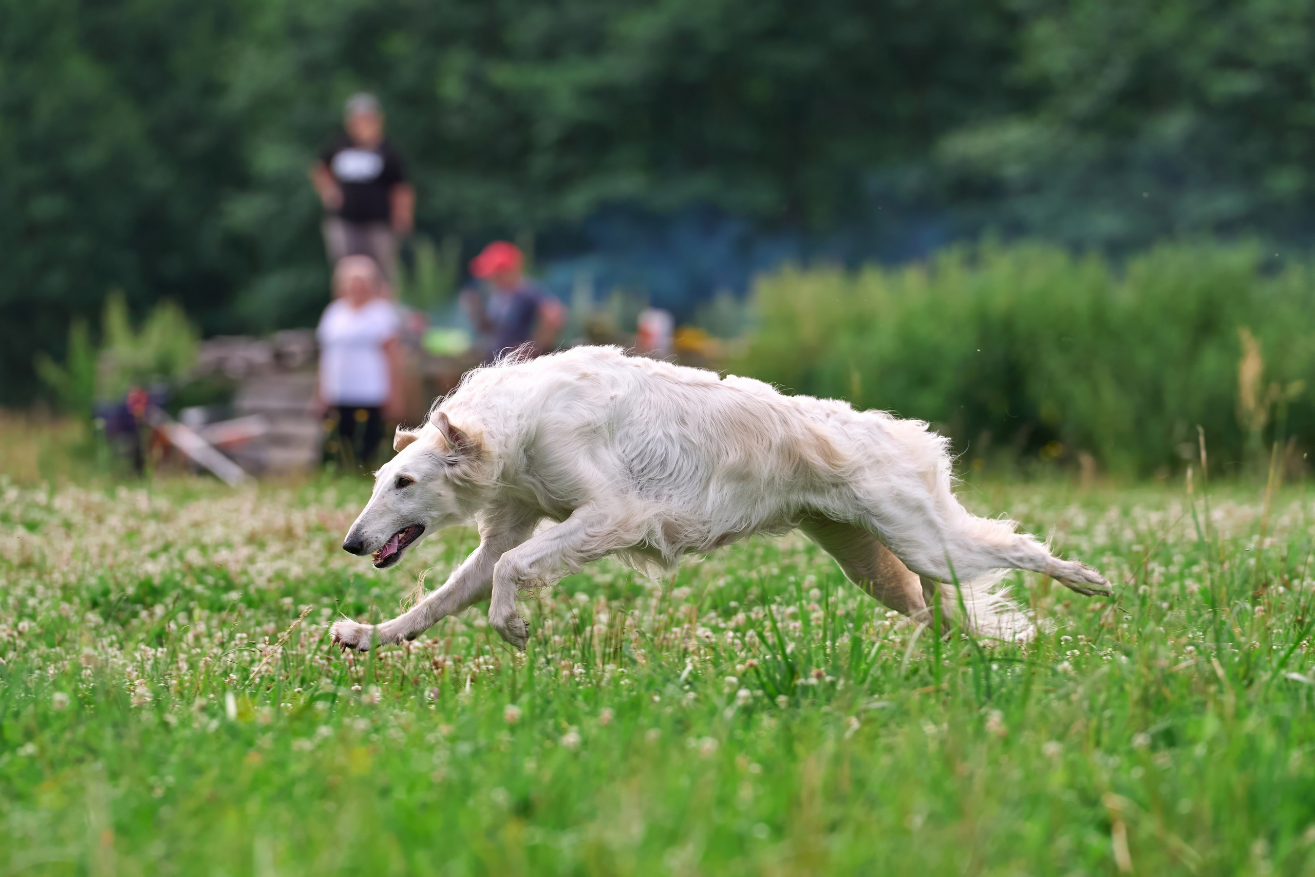 Тренировка по курсингу в Донино. Фотограф-анималист Михаил Манухин