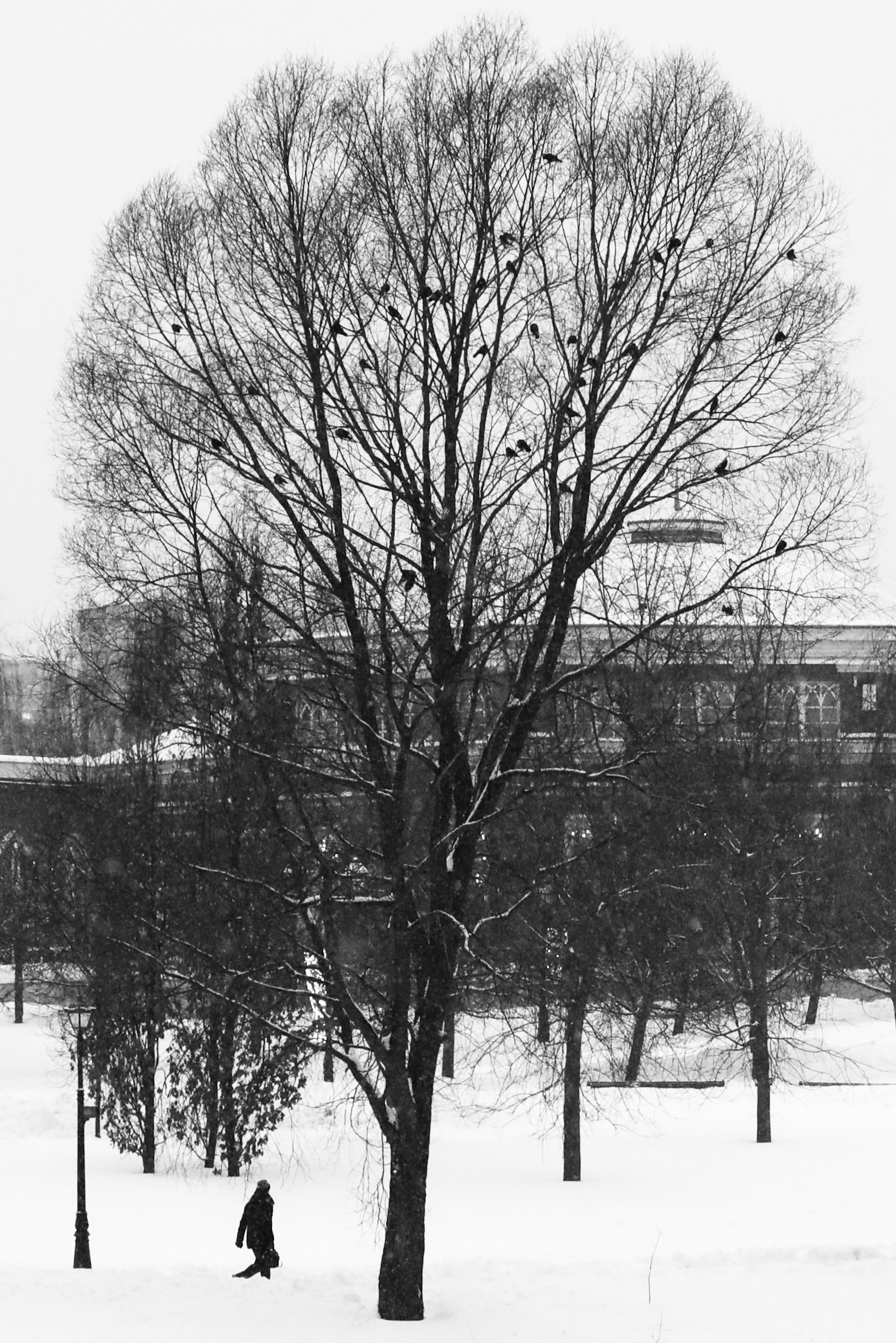 Чёрно-белая зима 25-26. Фотосессии и репортаж — Фотограф в Москве — Рина Серёгина