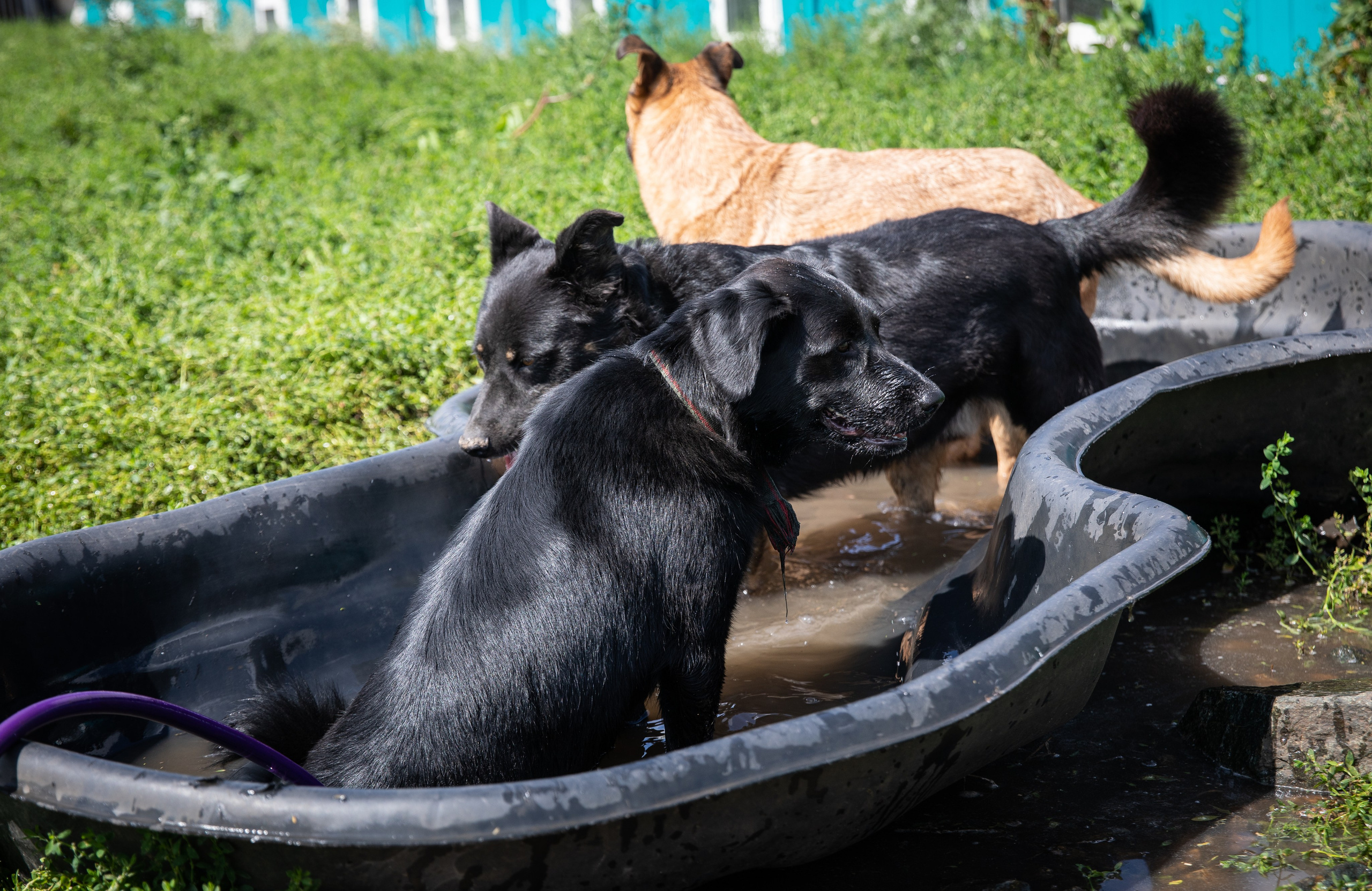 Приют — Наш дом. Репортажный и свадебный фотограф в Челябинске Елисеев Павел