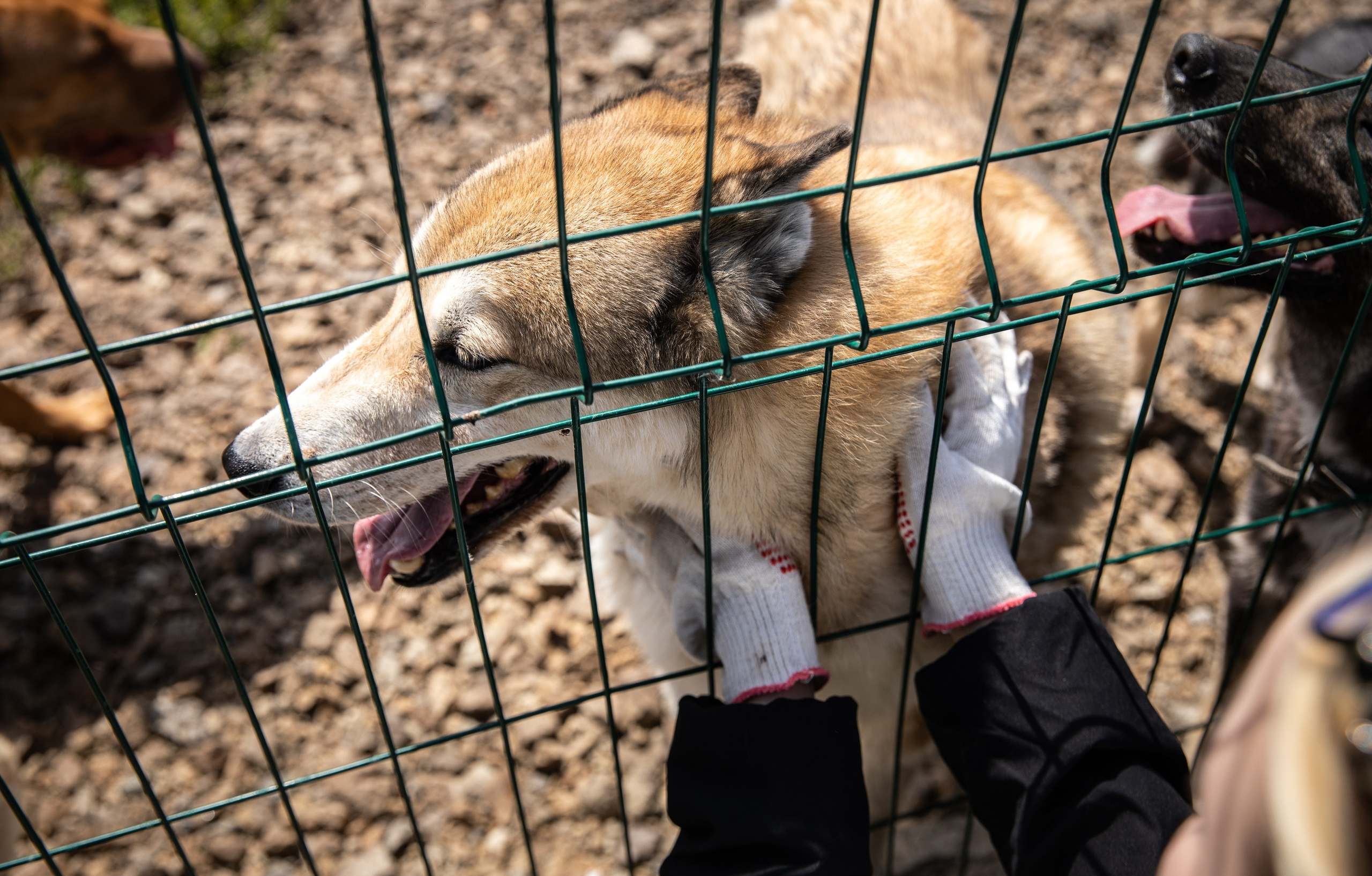 Приют — Наш дом. Репортажный и свадебный фотограф в Челябинске Елисеев Павел
