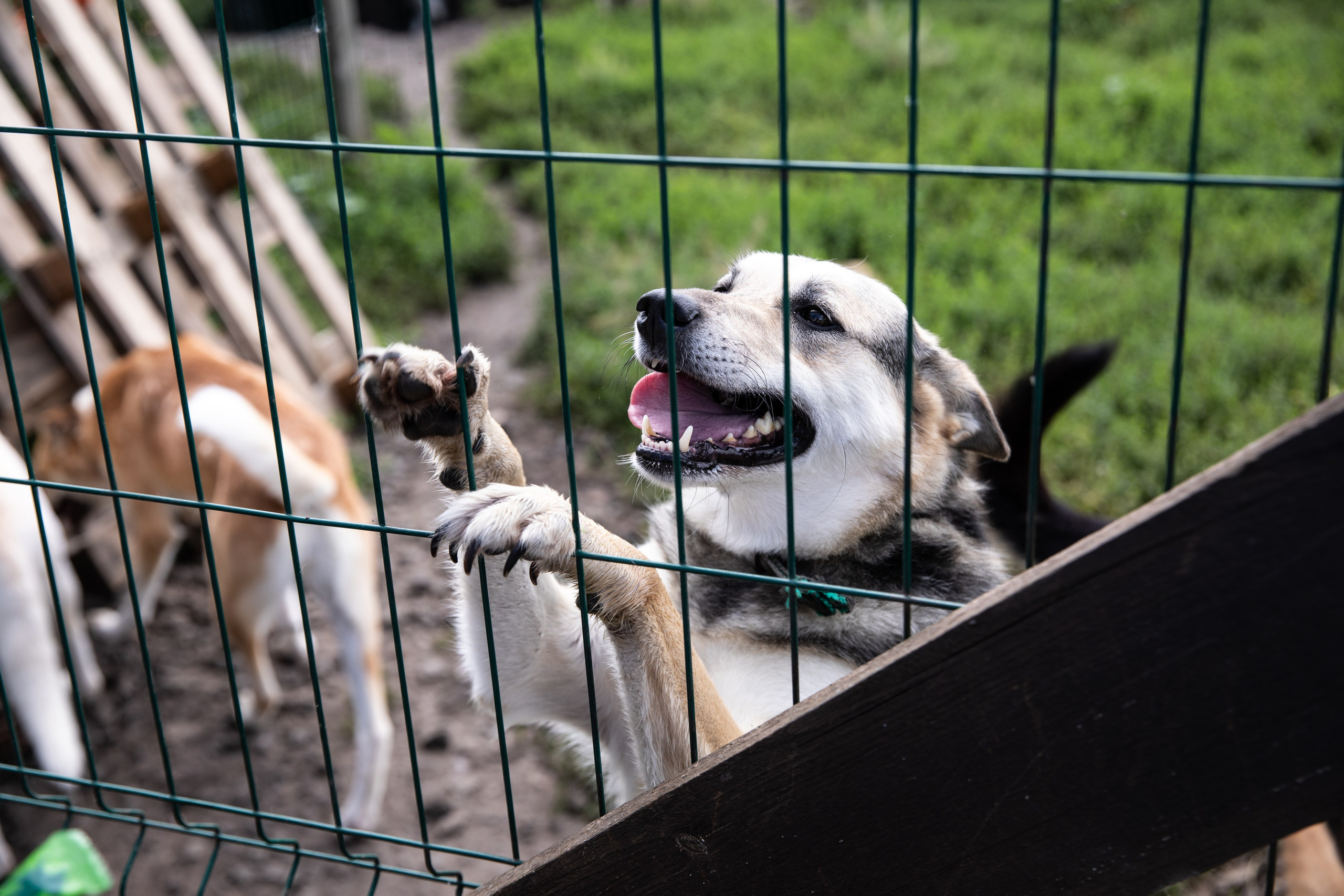 Приют — Наш дом. Репортажный и свадебный фотограф в Челябинске Елисеев Павел