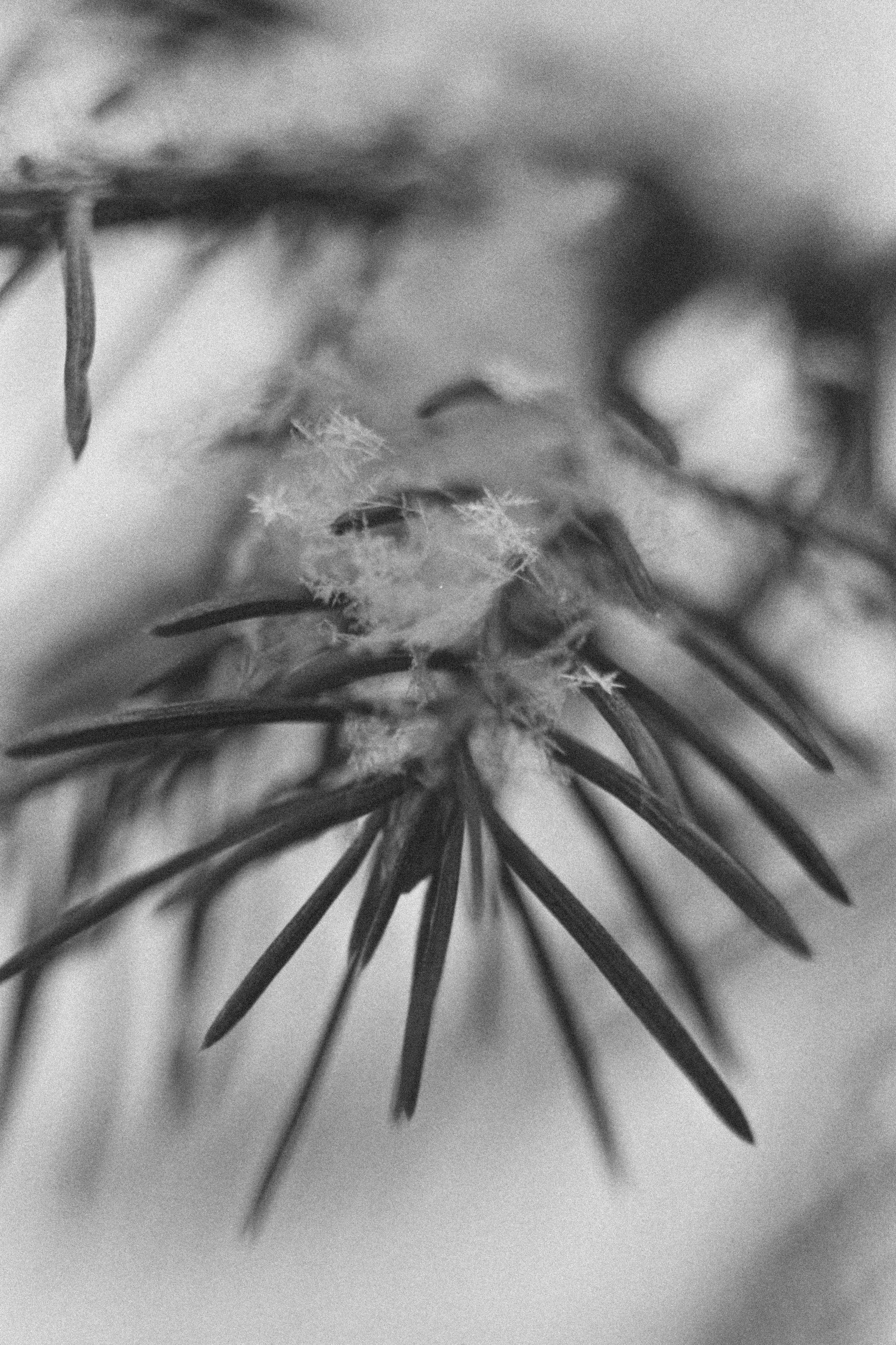 Пленочная история. Дмитрий Пропадалин, Нейрофотография