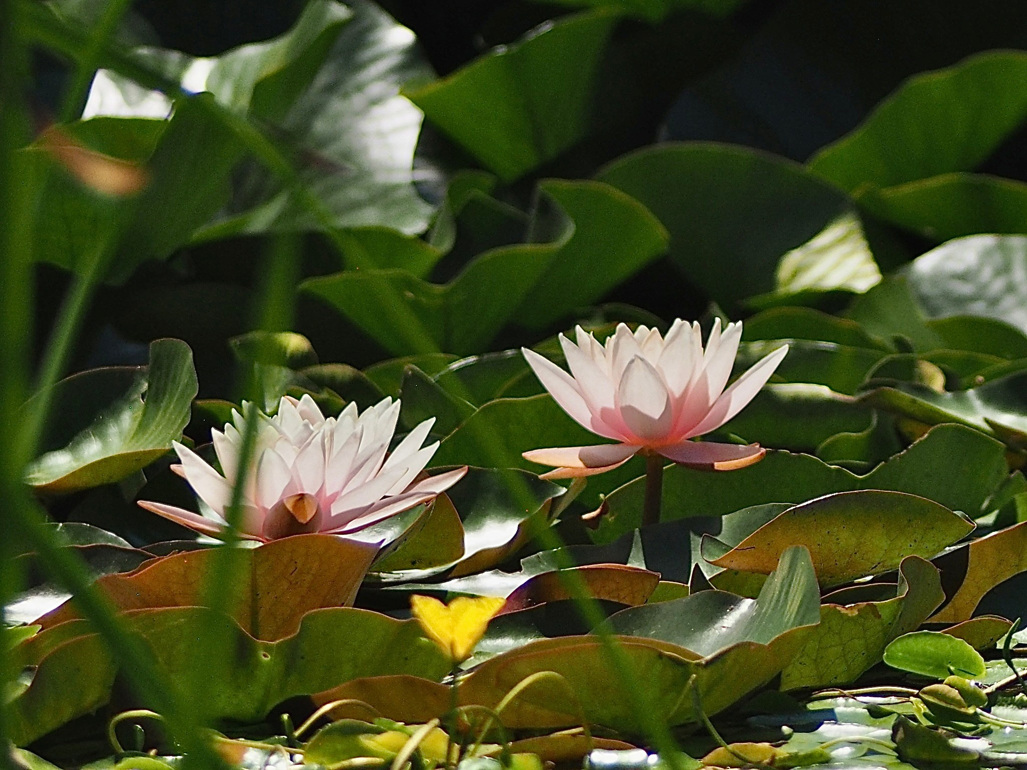 Флора и фауна. Смотри, красота!