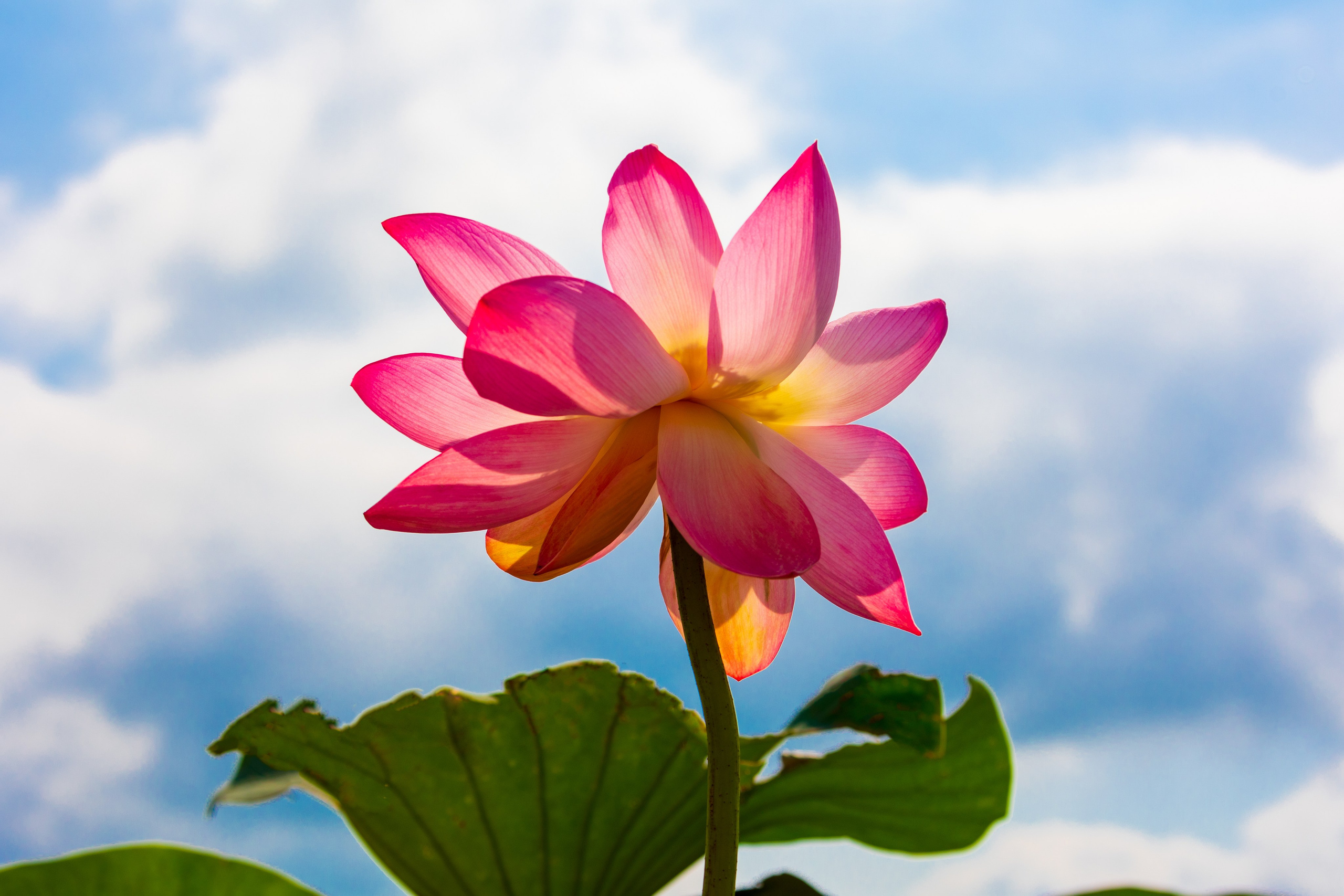 ЛОТОСЫ. Фотограф Владимир Роля