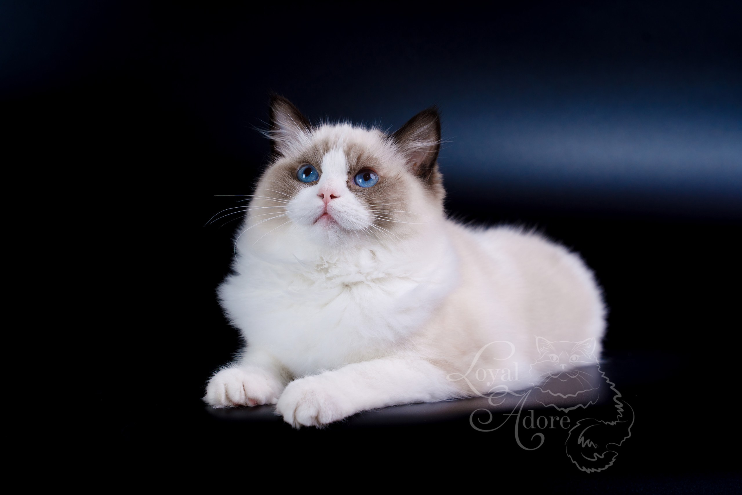 Кошки производители Loyal Adore. Питомник рэгдолл Loyal Adore