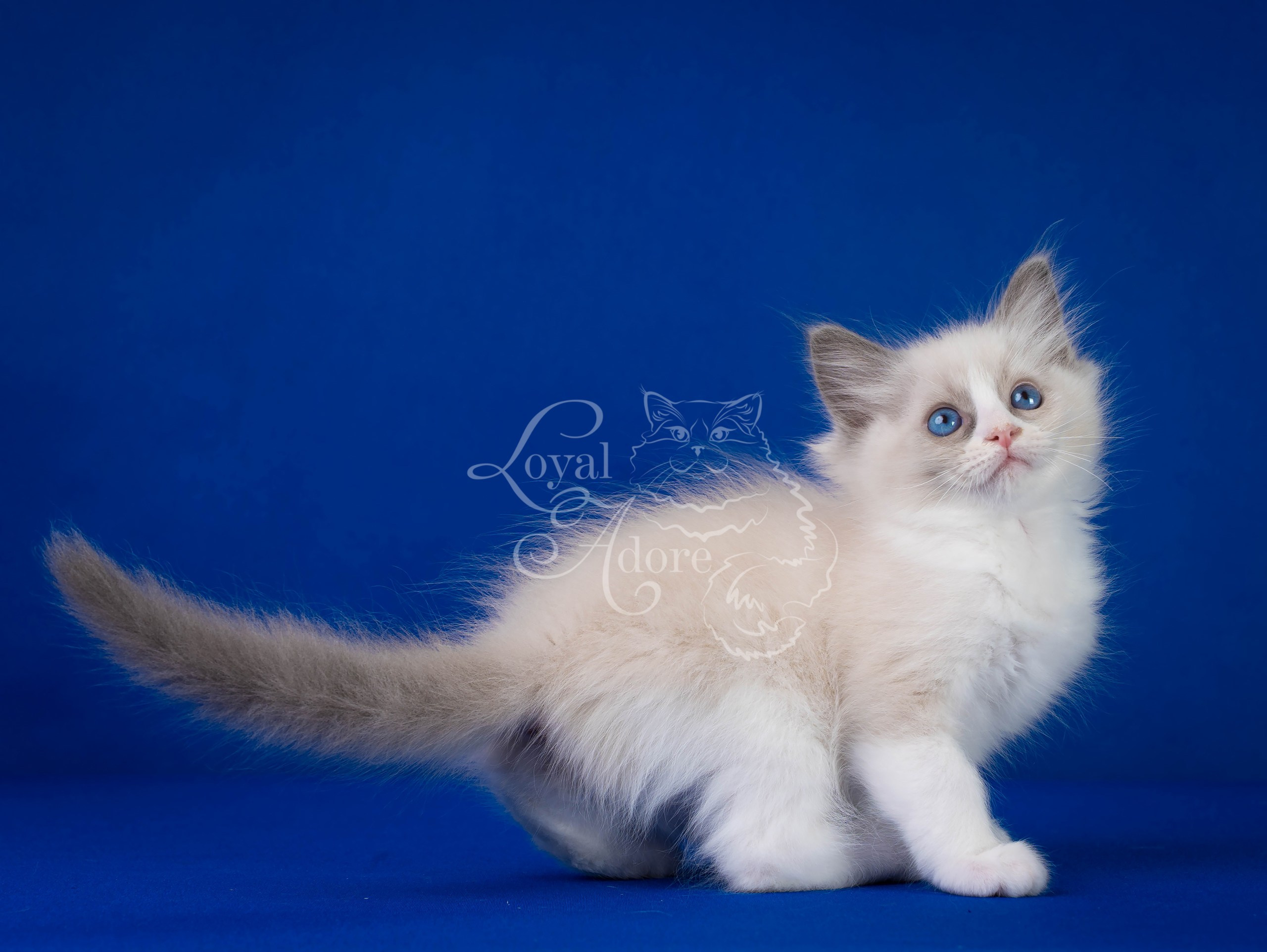 Котята рэгдолл от Loyal Adore. Питомник рэгдолл Loyal Adore