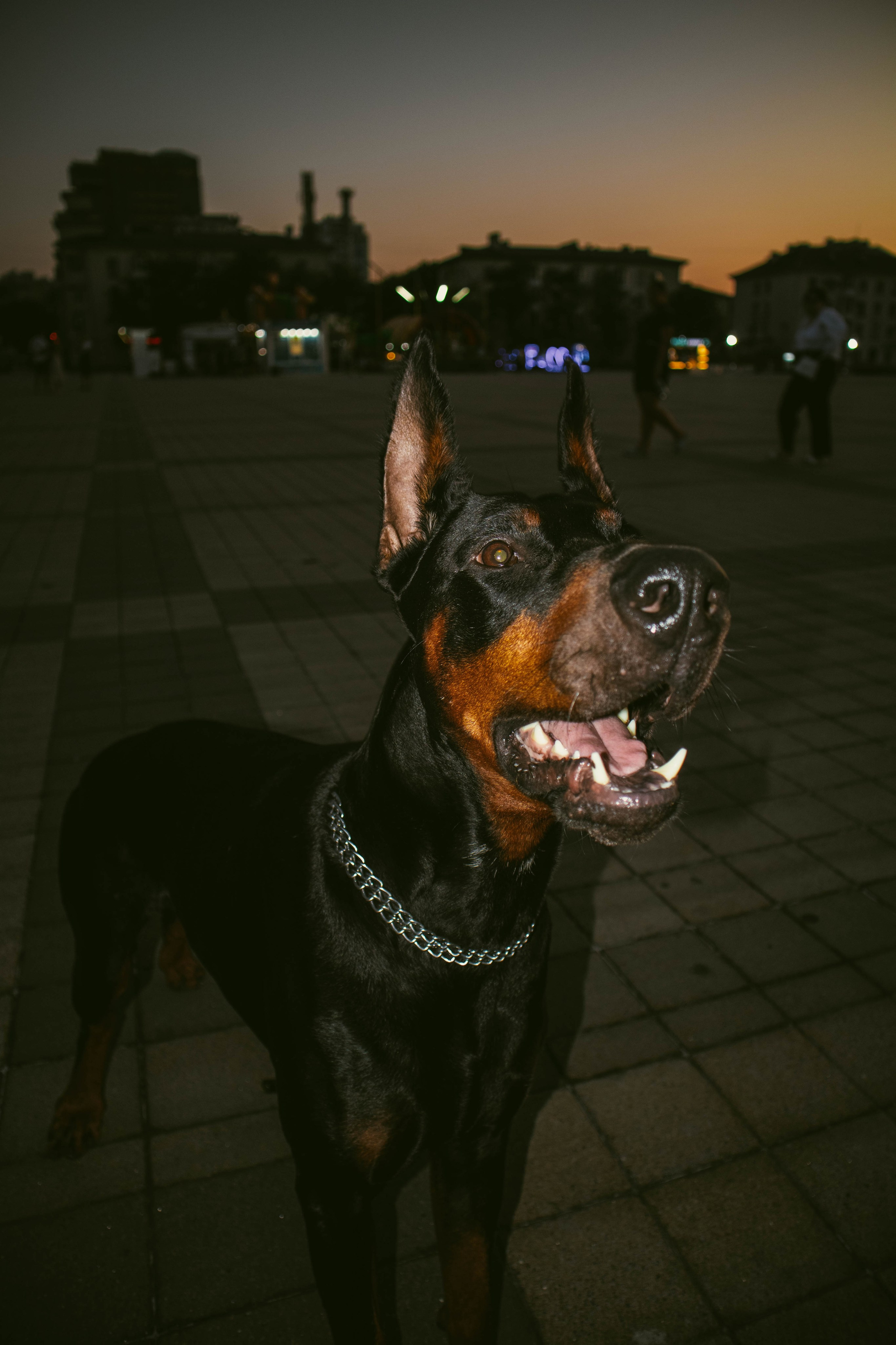 «Жизнь в ритме шага: пара с доберманом». Уличный фотограф Города N